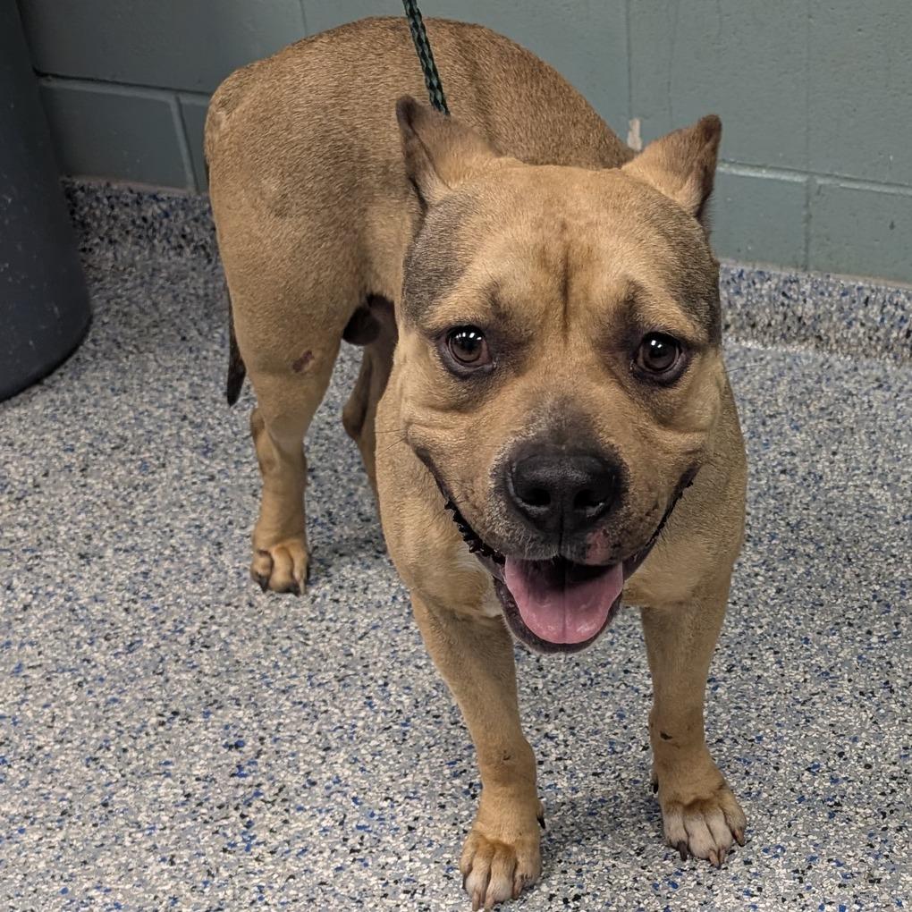 Big Dog, a Adoptable American Staffordshire Terrier in Greenville, SC image 2/5