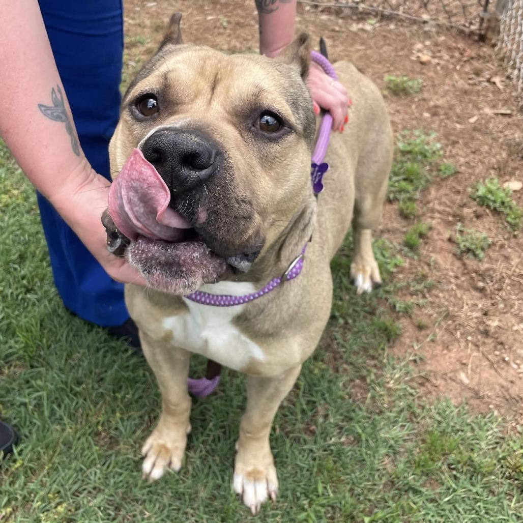 Big Dog, a Adoptable American Staffordshire Terrier in Greenville, SC image 3/5