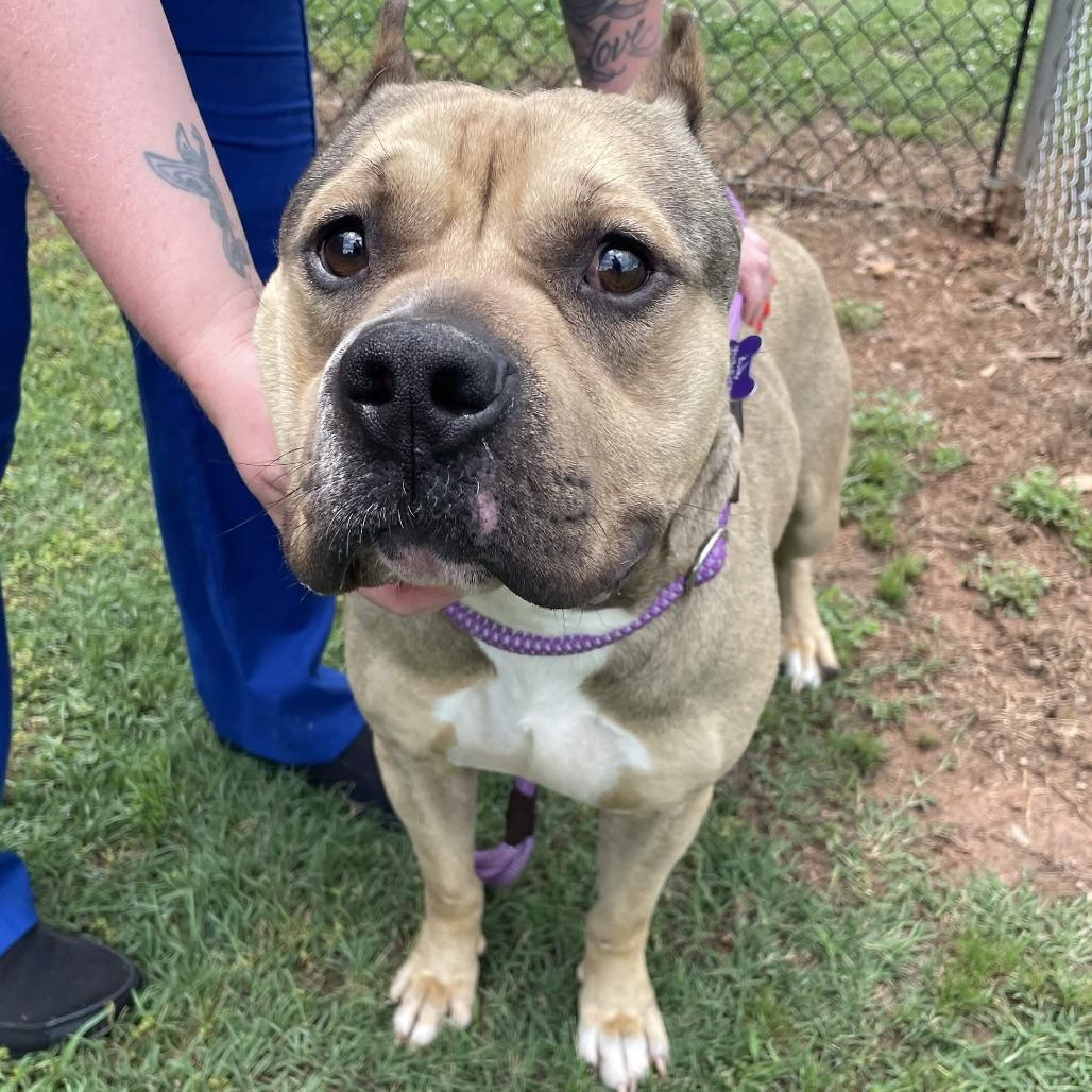 Big Dog, a Adoptable American Staffordshire Terrier in Greenville, SC image 4/5