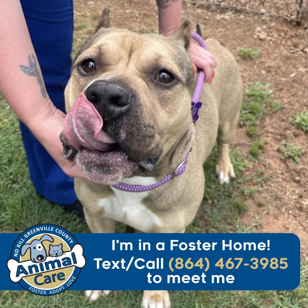 Big Dog, a Adoptable American Staffordshire Terrier in Greenville, SC image 5/5