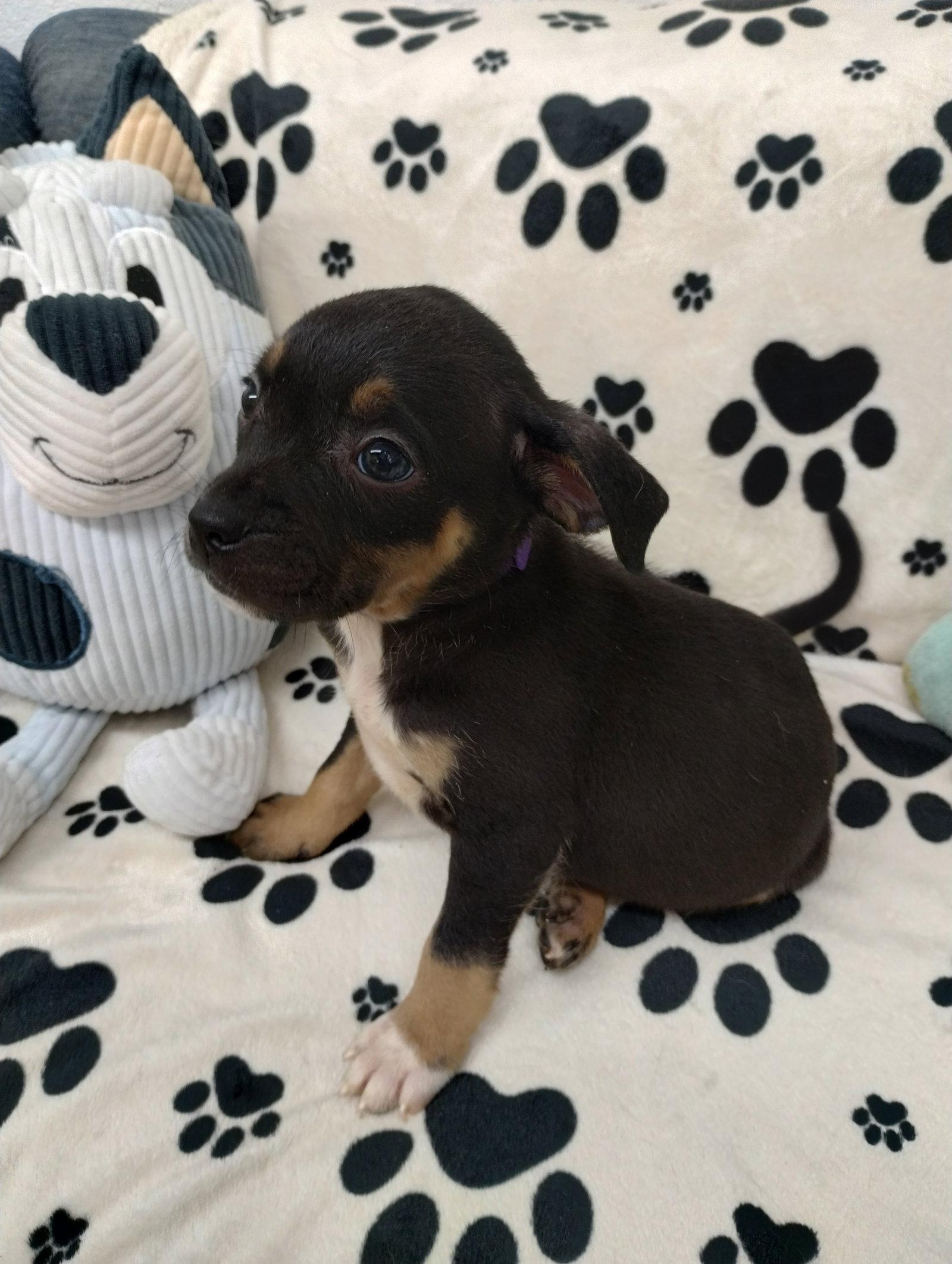 Sugar, Adoptable, Puppy Female Mixed Breed.
