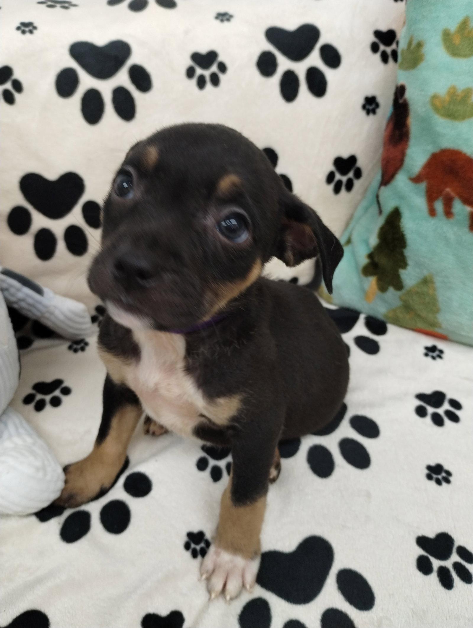 Enlarge Sugar, a Adoptable Mixed Breed in York, SC image 2/3