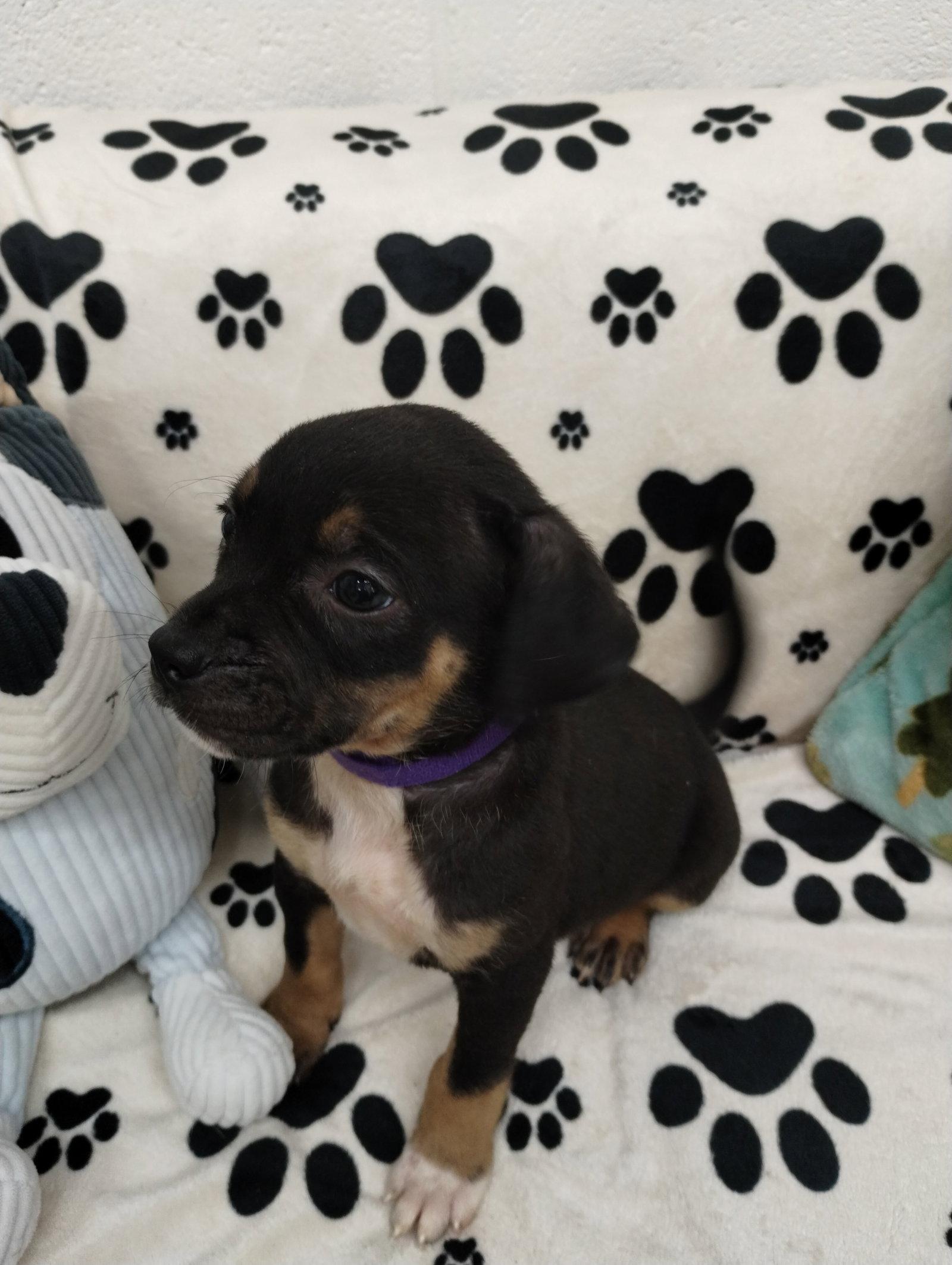 Enlarge Sugar, a Adoptable Mixed Breed in York, SC image 3/3