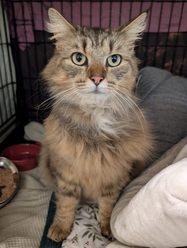 Enlarge Wasabi (FIV), an adopted mixed breed in Portland, OR image 3/3