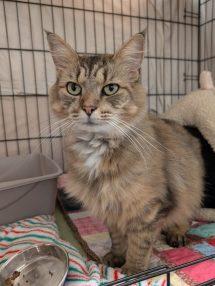 Enlarge Wasabi (FIV), an adopted mixed breed in Portland, OR image 2/3