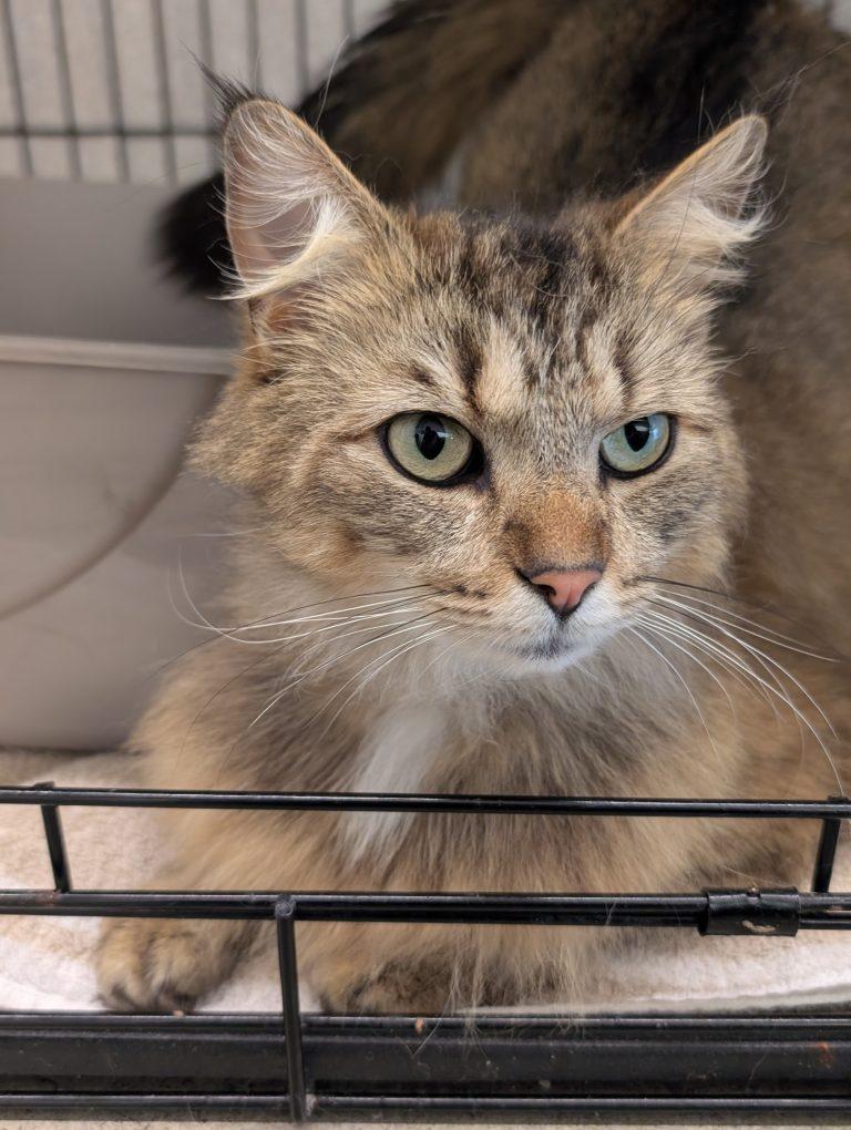 Enlarge Wasabi (FIV), an adopted mixed breed in Portland, OR image 1/3