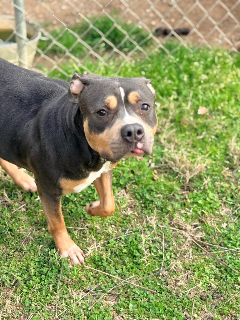Pam, Adoptable, Young Female Mixed Breed.