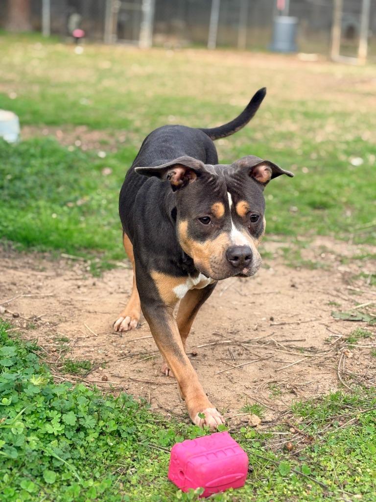 Enlarge Pam, a Adoptable mixed breed in Albany, GA image 2/5