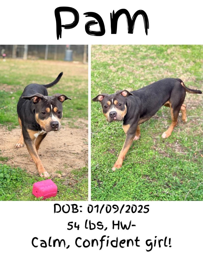 Enlarge Pam, a Adoptable mixed breed in Albany, GA image 3/5