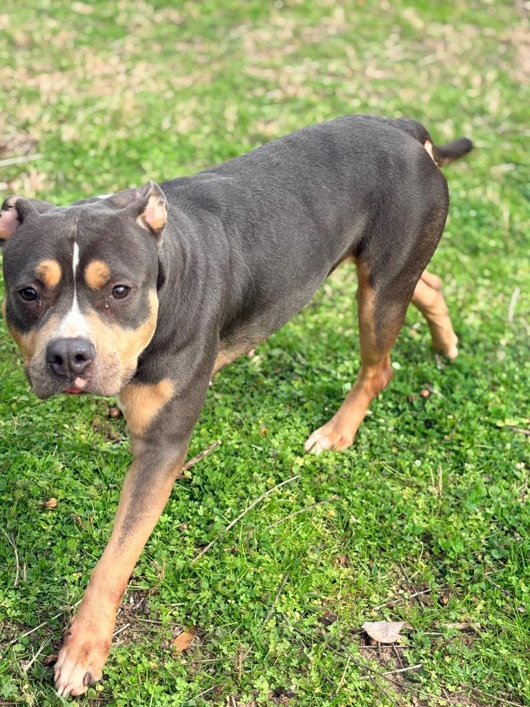 Enlarge Pam, a Adoptable mixed breed in Albany, GA image 4/5