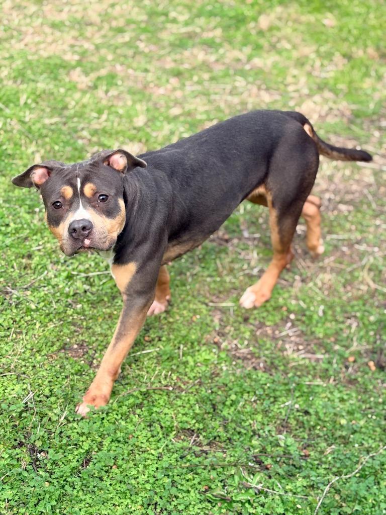 Enlarge Pam, a Adoptable mixed breed in Albany, GA image 5/5
