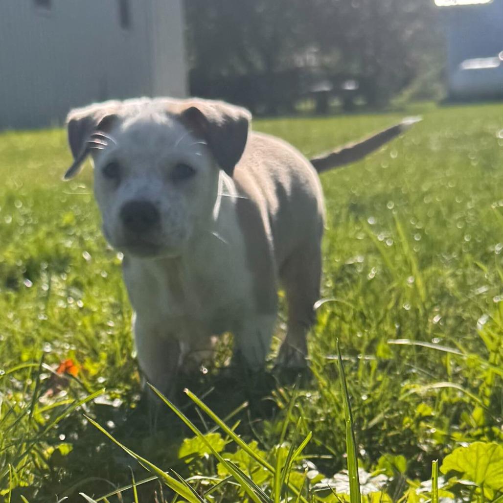 Mufasa, Adoptable, Puppy Male Australian Shepherd.