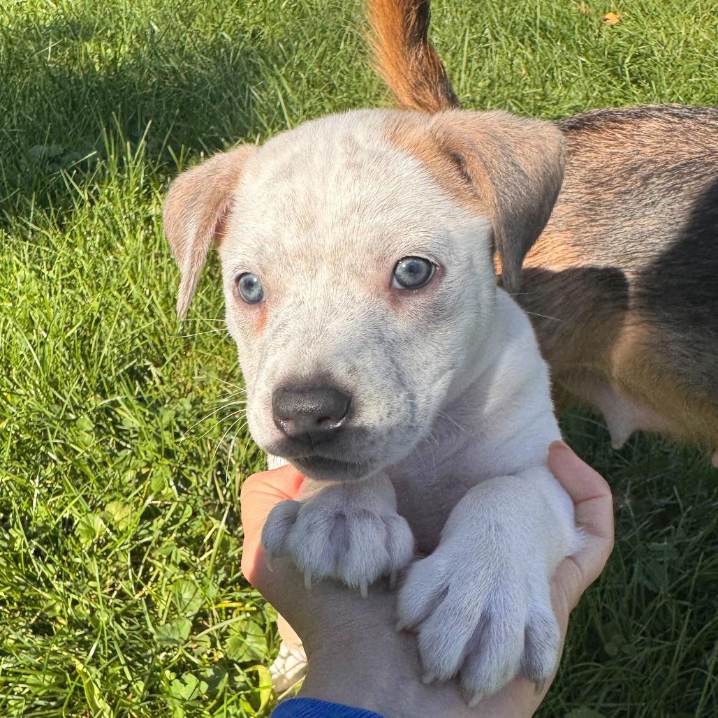 Enlarge Mufasa, a Adoptable Australian Shepherd in Dayton, OH image 2/2