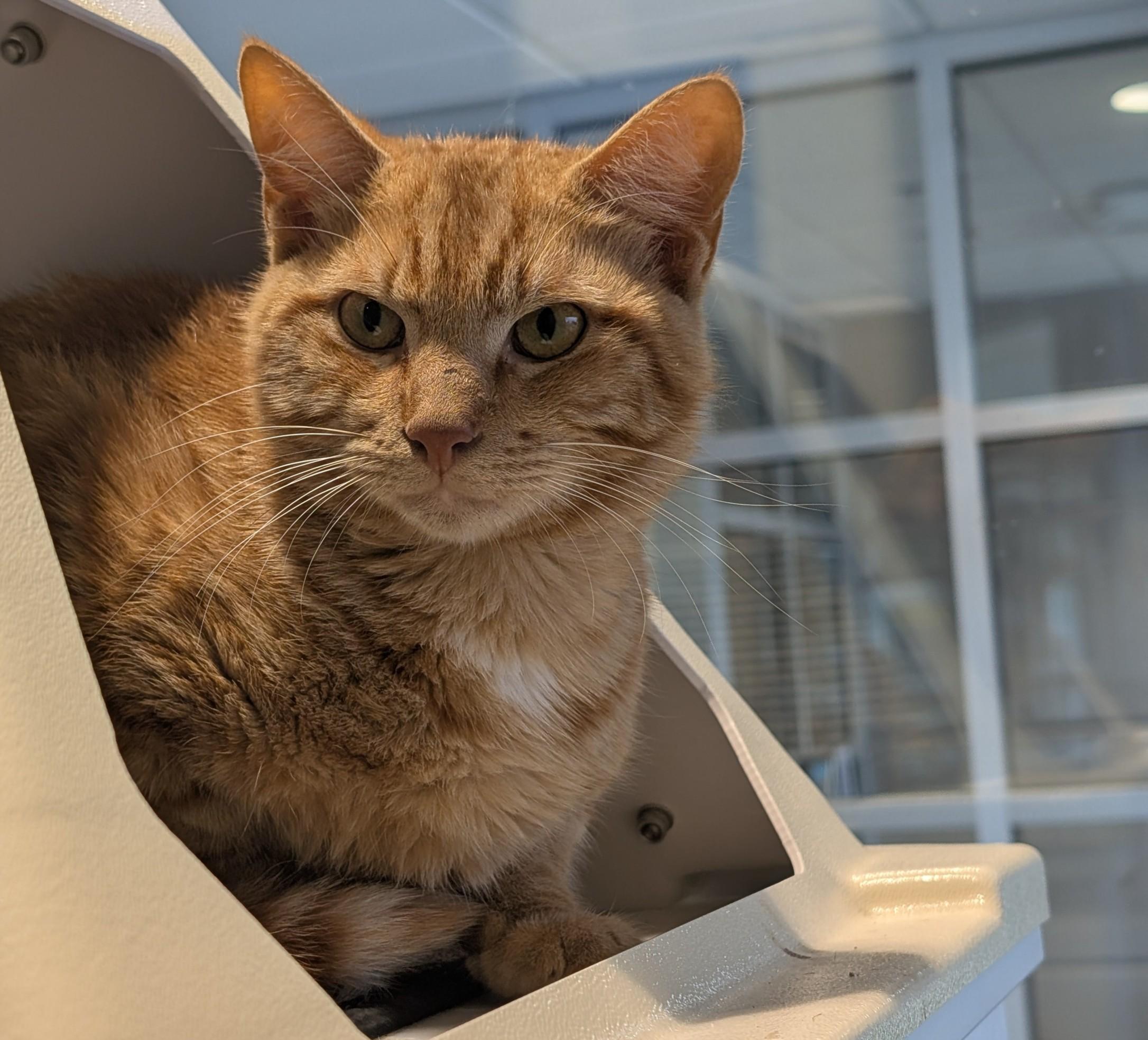 Cheddar A photo 1