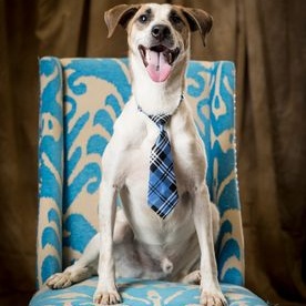 McGuire Ortiz (CONC-A-100), a Adoptable Cattle Dog in Concord, NC image 1/10