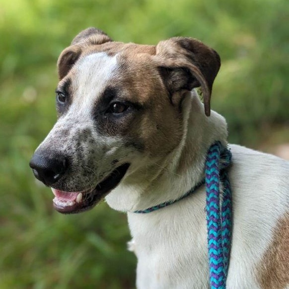 Enlarge McGuire Ortiz (CONC-A-100), a Adoptable Cattle Dog in Concord, NC image 7/10