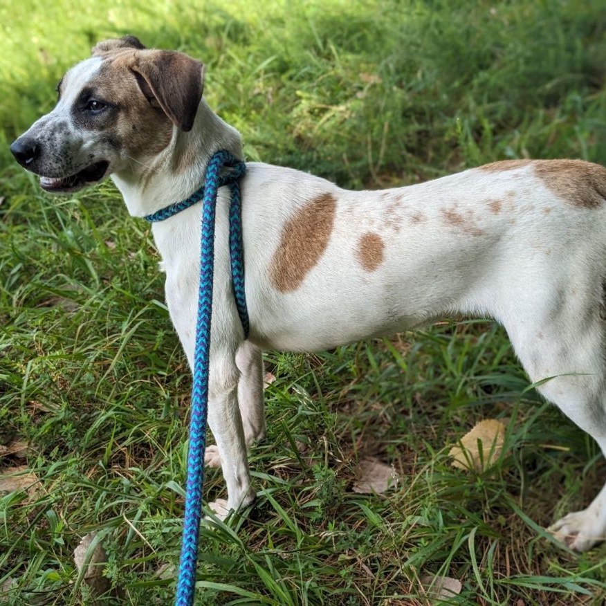 Enlarge McGuire Ortiz (CONC-A-100), a Adoptable Cattle Dog in Concord, NC image 8/10