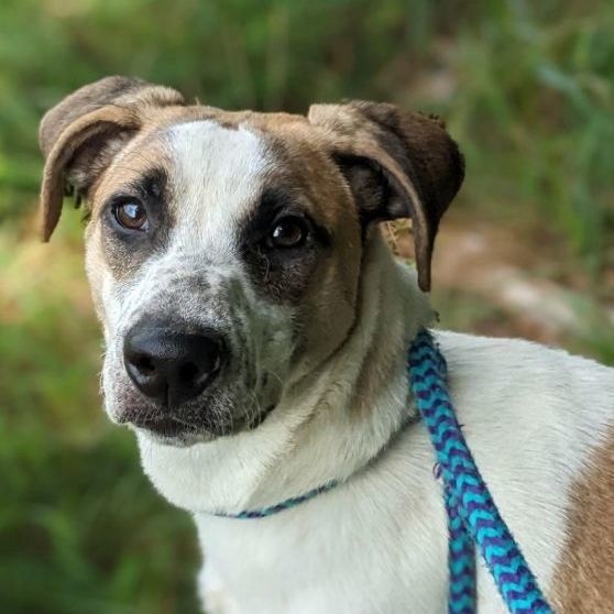 Enlarge McGuire Ortiz (CONC-A-100), a Adoptable Cattle Dog in Concord, NC image 9/10