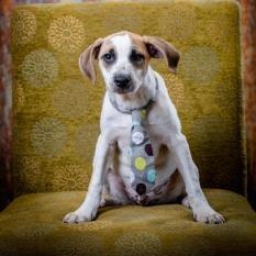 Enlarge McGuire Ortiz (CONC-A-100), a Adoptable Cattle Dog in Concord, NC image 10/10