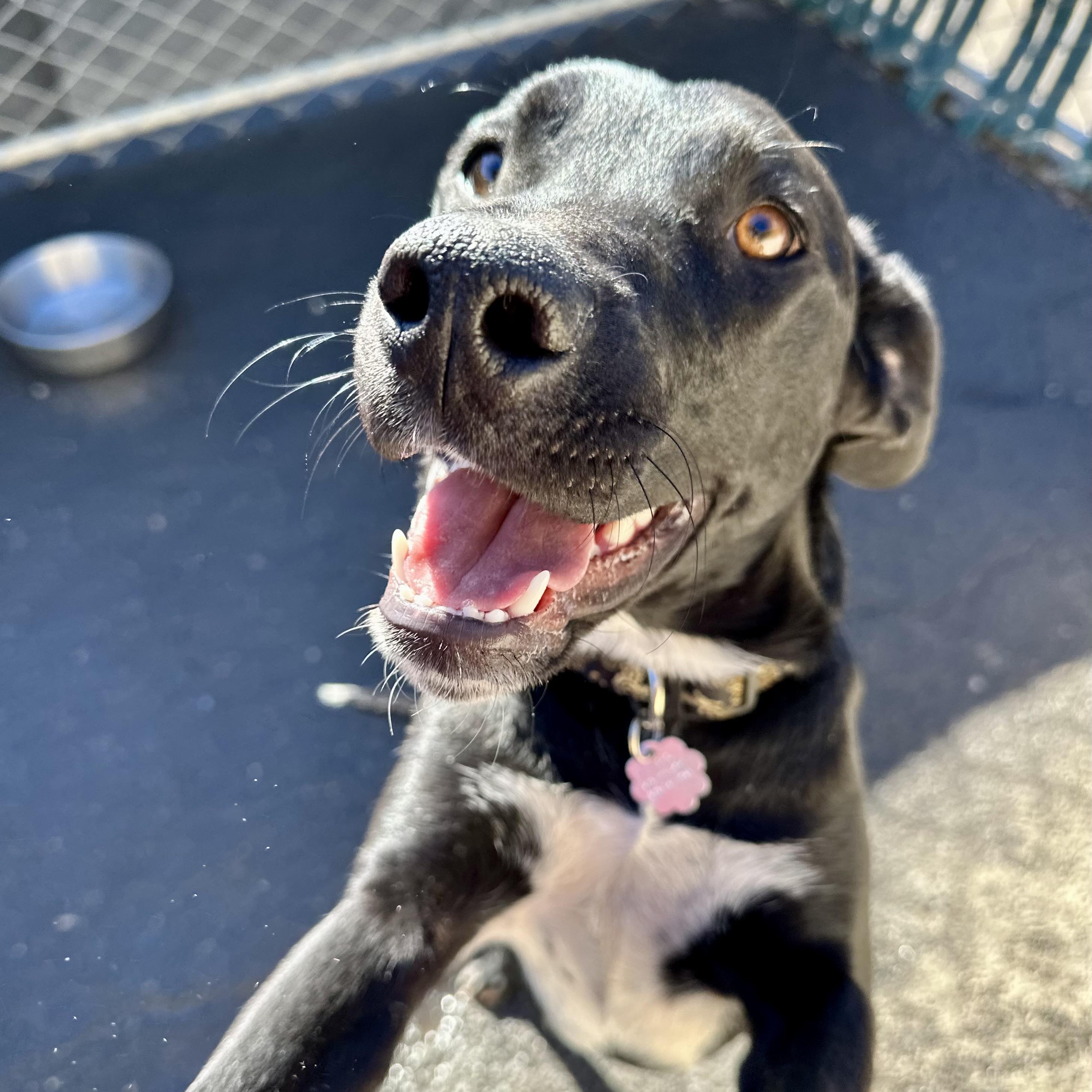 Enlarge Fawn 0124, a Adoptable mixed breed in Sonora, CA image 2/5