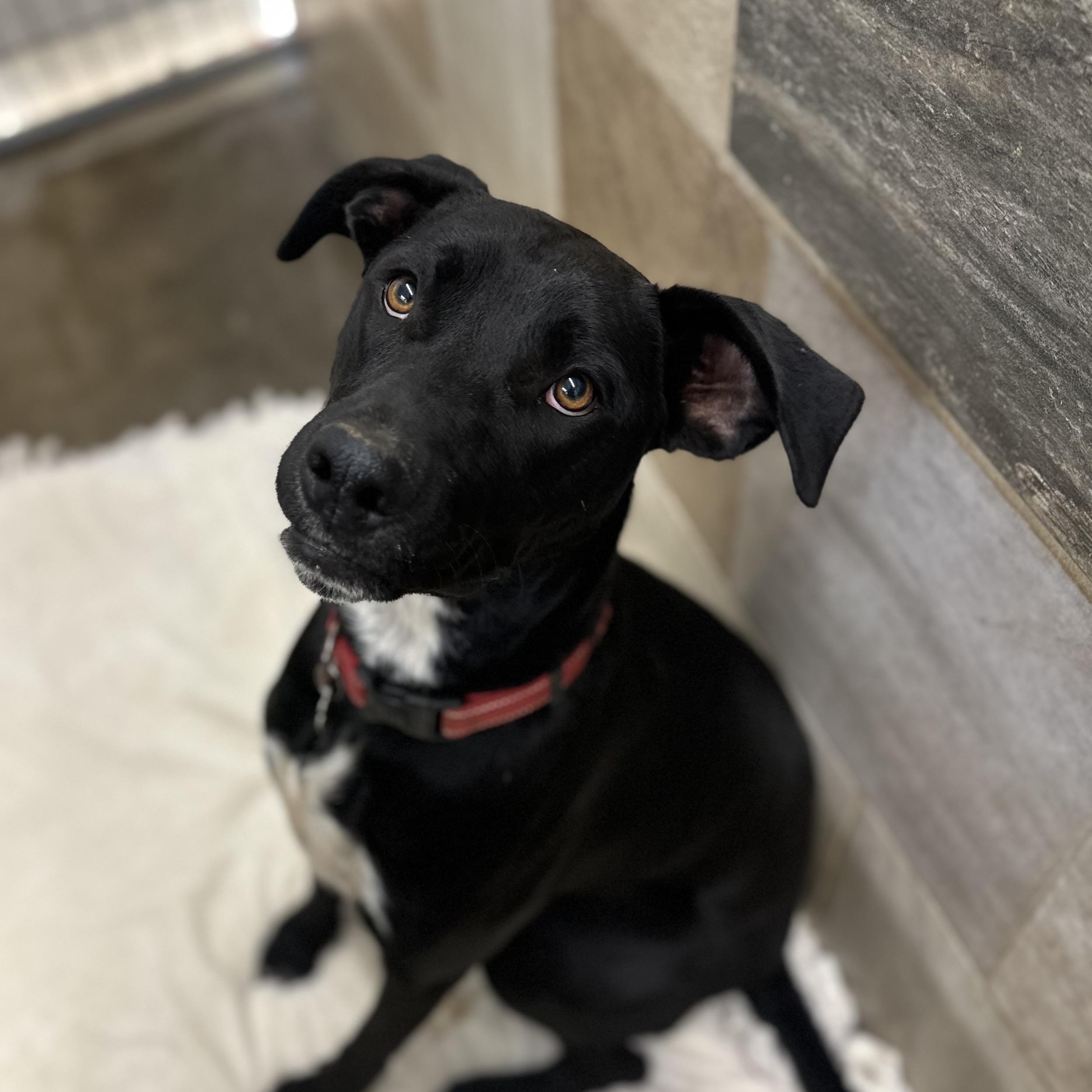 Fawn 0124, an adoptable Labrador Retriever in Sonora, CA, 95370 | Photo Image 1