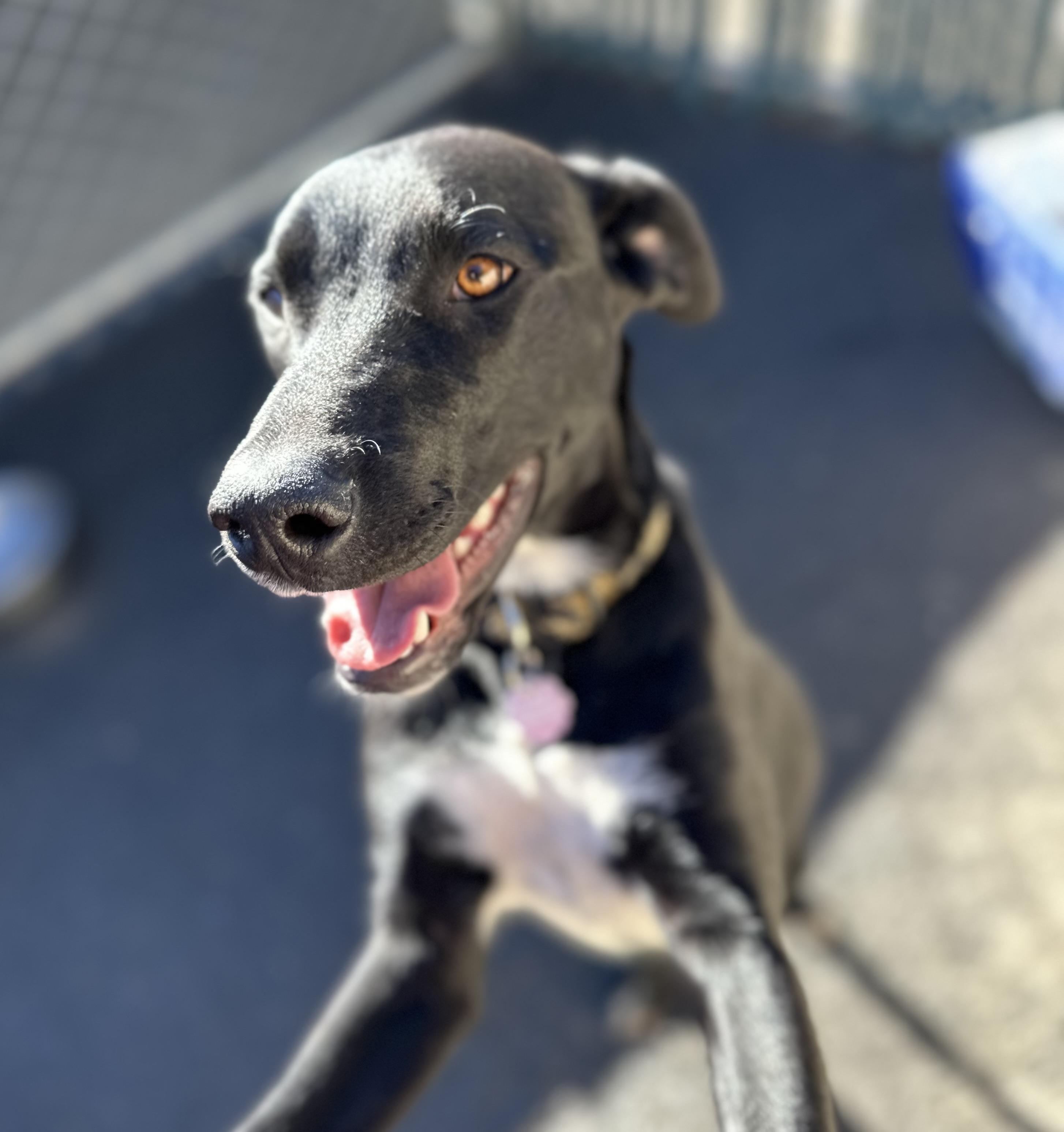Fawn 0124, an adoptable Labrador Retriever in Sonora, CA, 95370 | Photo Image 5
