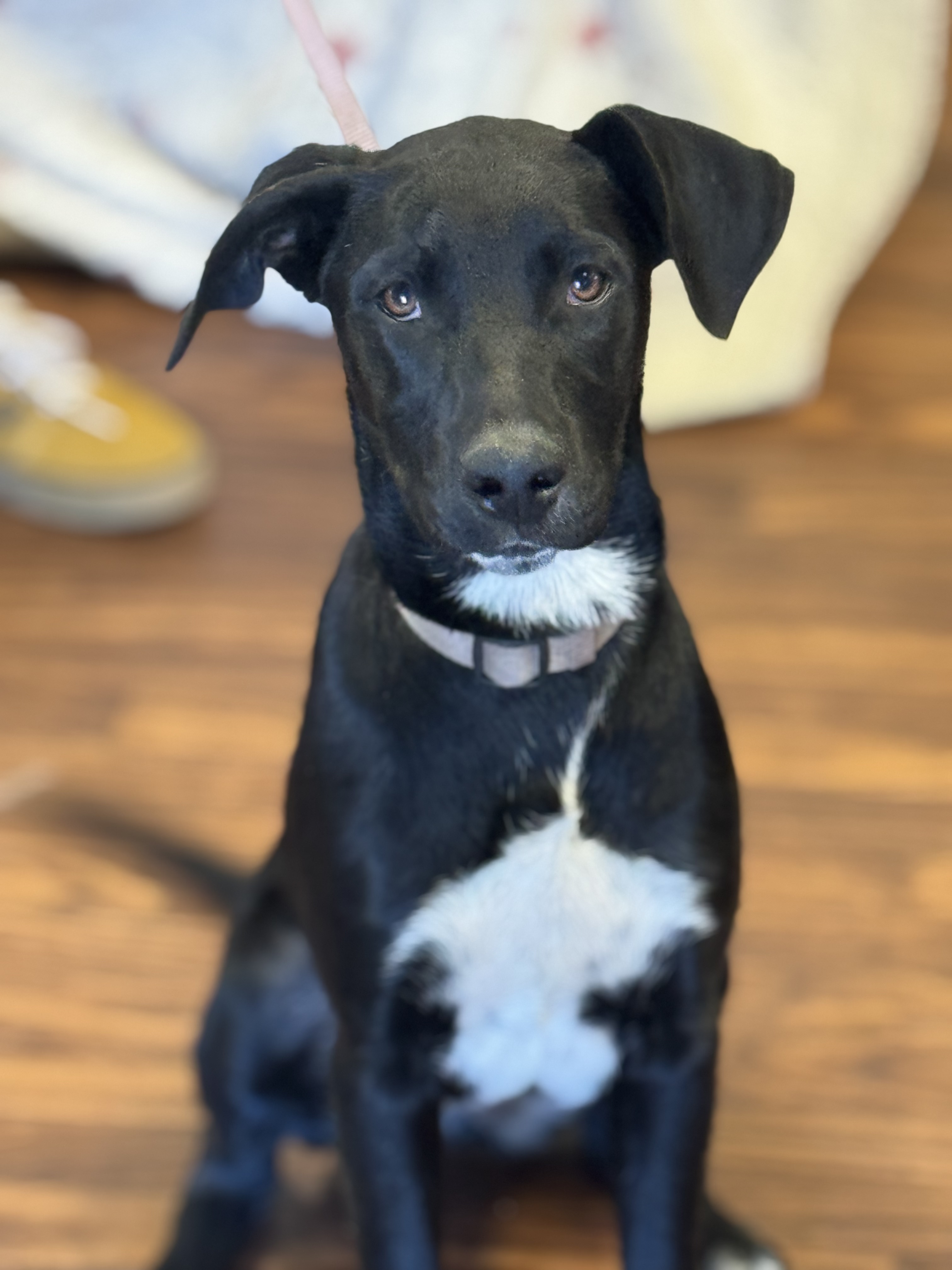 Fawn, Young Female Labrador Retriever