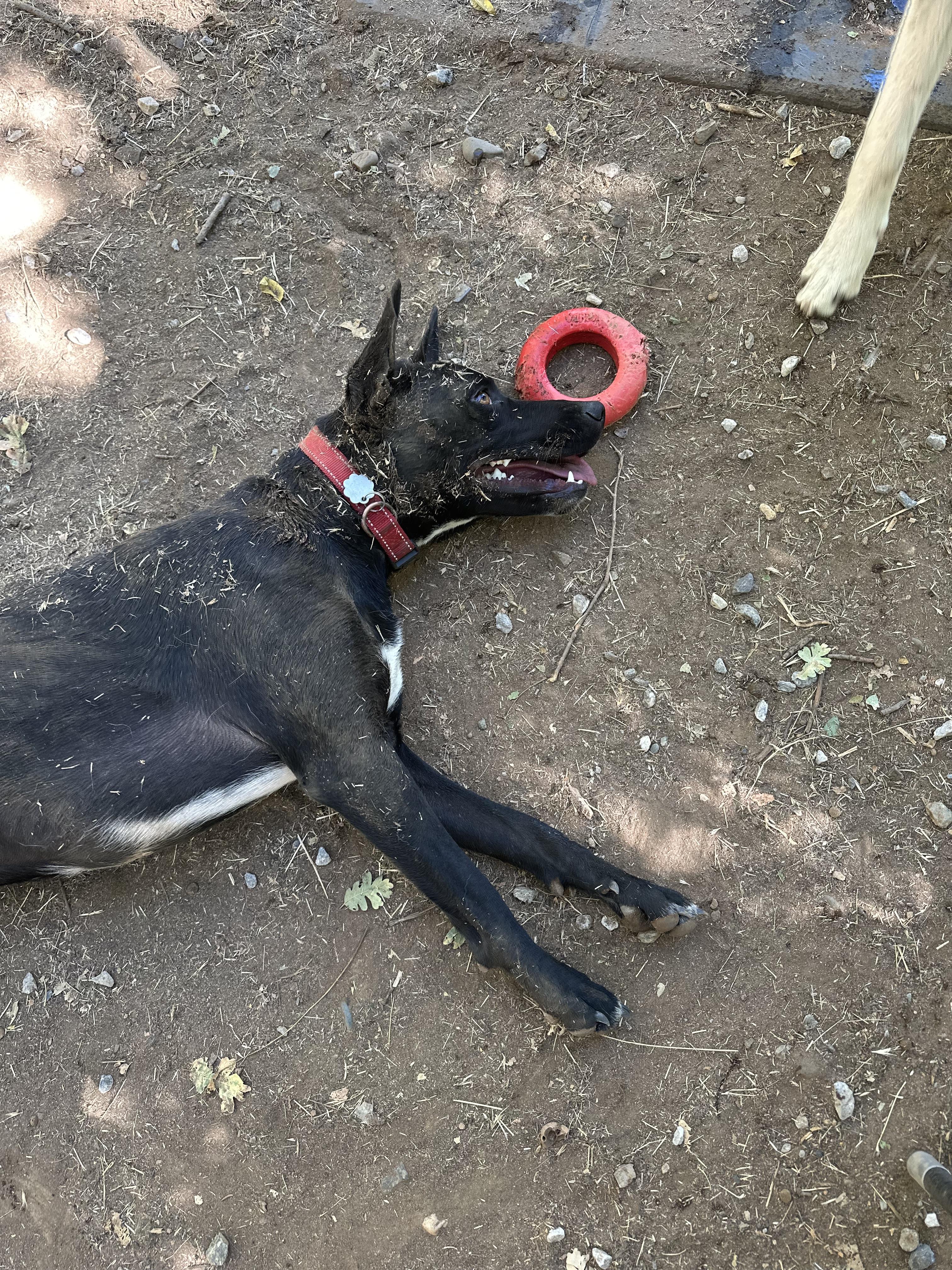Fawn 0124, an adoptable Labrador Retriever in Sonora, CA, 95370 | Photo Image 3