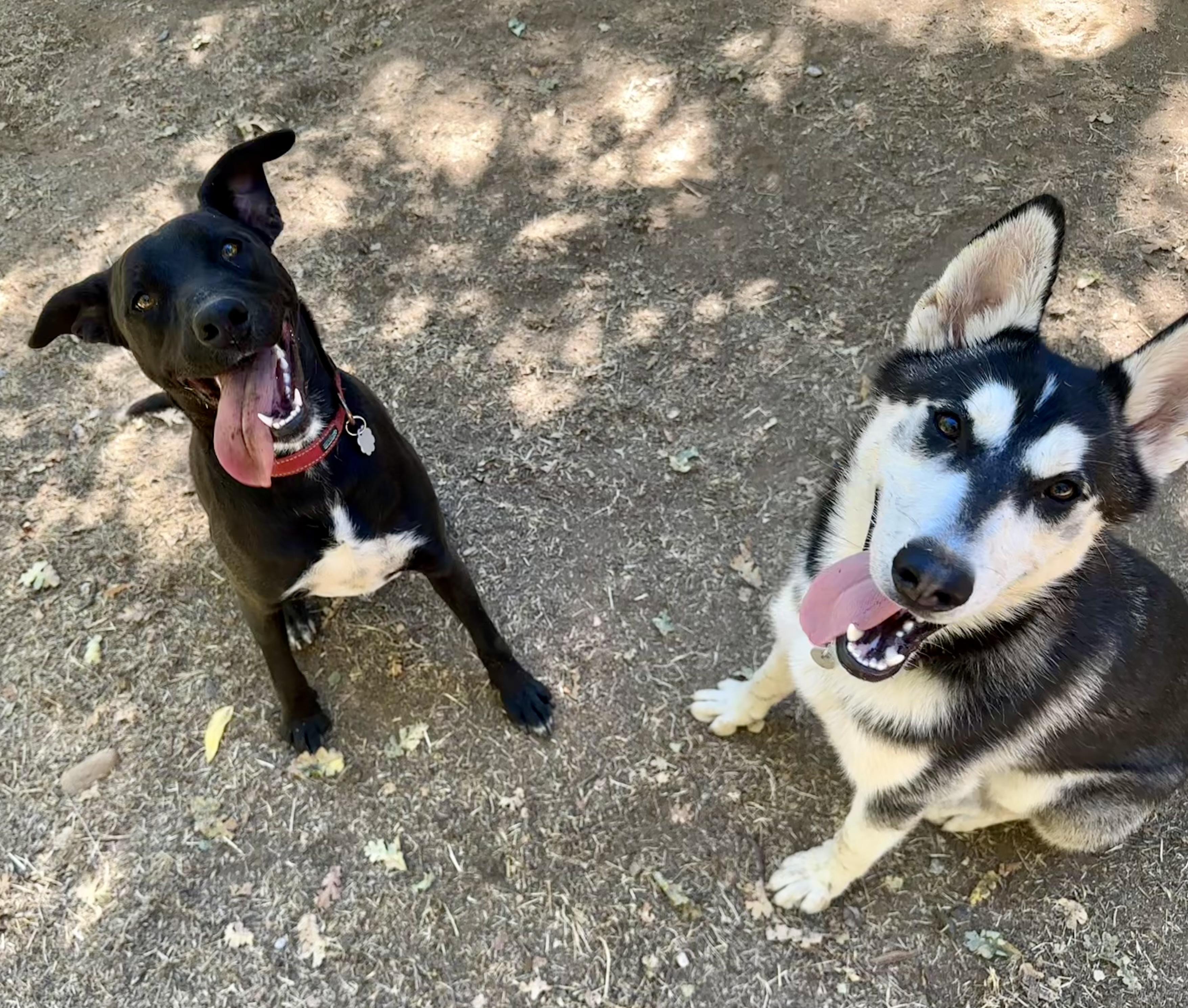 Fawn 0124, an adoptable Labrador Retriever in Sonora, CA, 95370 | Photo Image 4