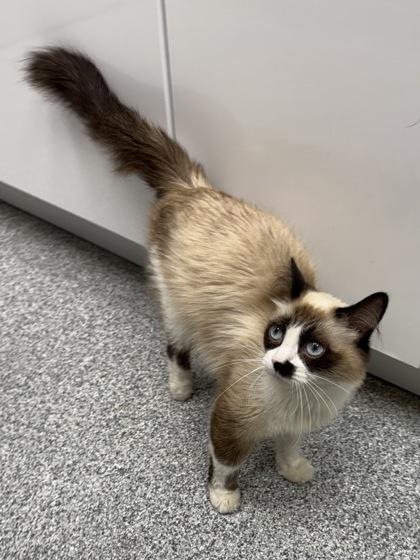Sugar Boo, an adoptable Ragdoll, Snowshoe in Tinley Park, IL, 60477 | Photo Image 1