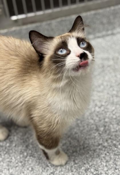Sugar Boo, an adoptable Ragdoll, Snowshoe in Tinley Park, IL, 60477 | Photo Image 2