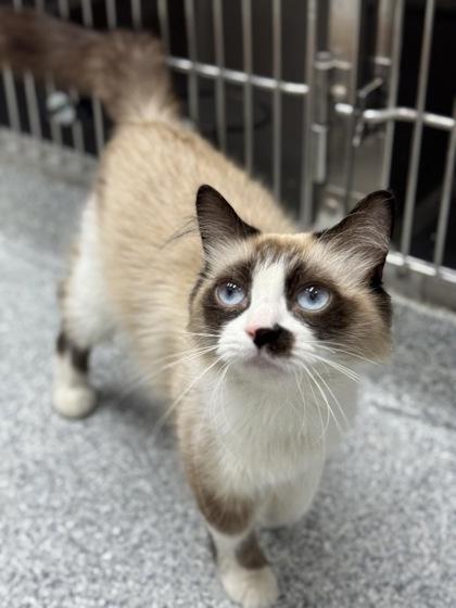 Sugar Boo, an adoptable Ragdoll, Snowshoe in Tinley Park, IL, 60477 | Photo Image 3