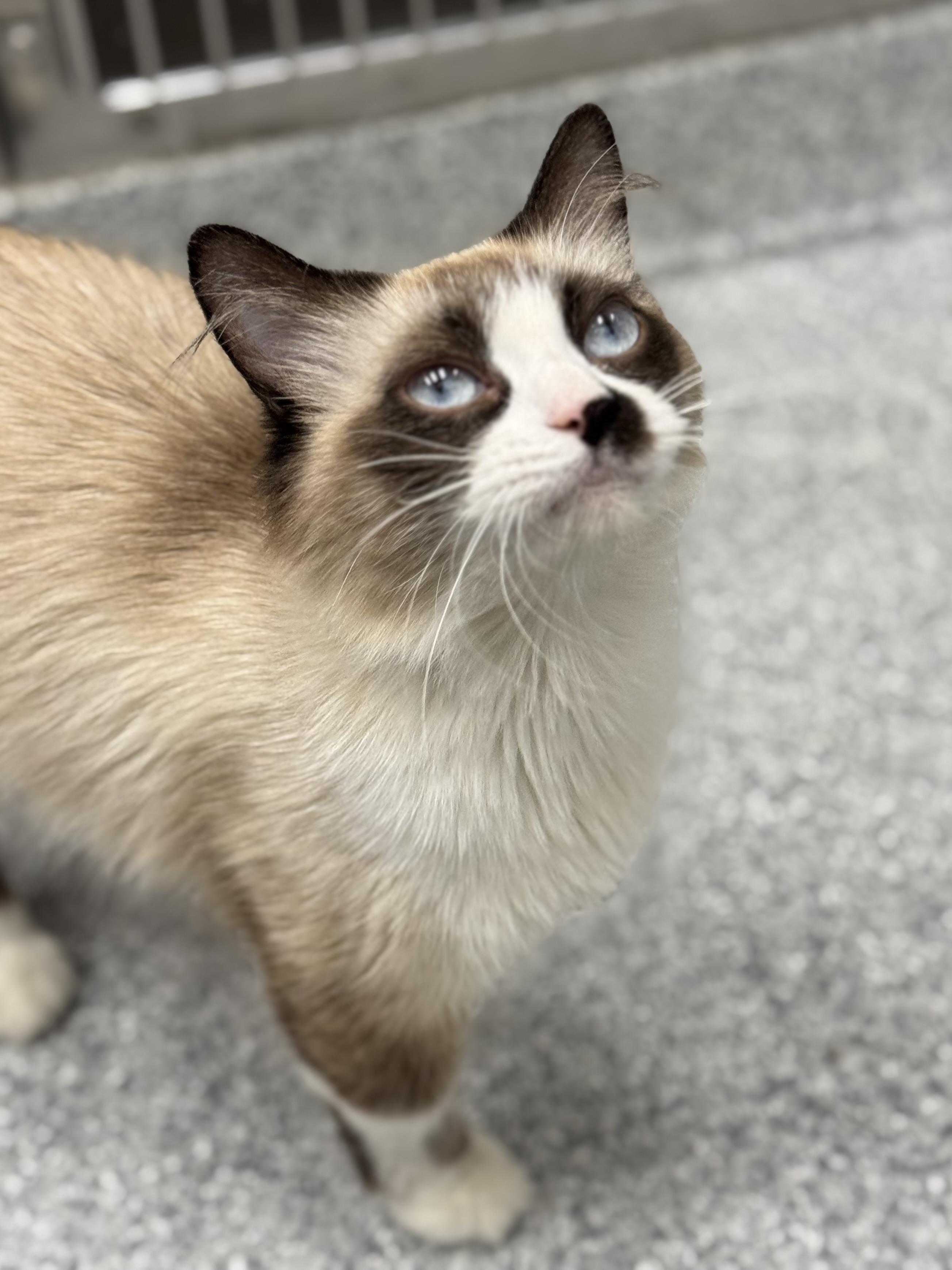 Sugar Boo, an adoptable Ragdoll, Snowshoe in Tinley Park, IL, 60477 | Photo Image 4