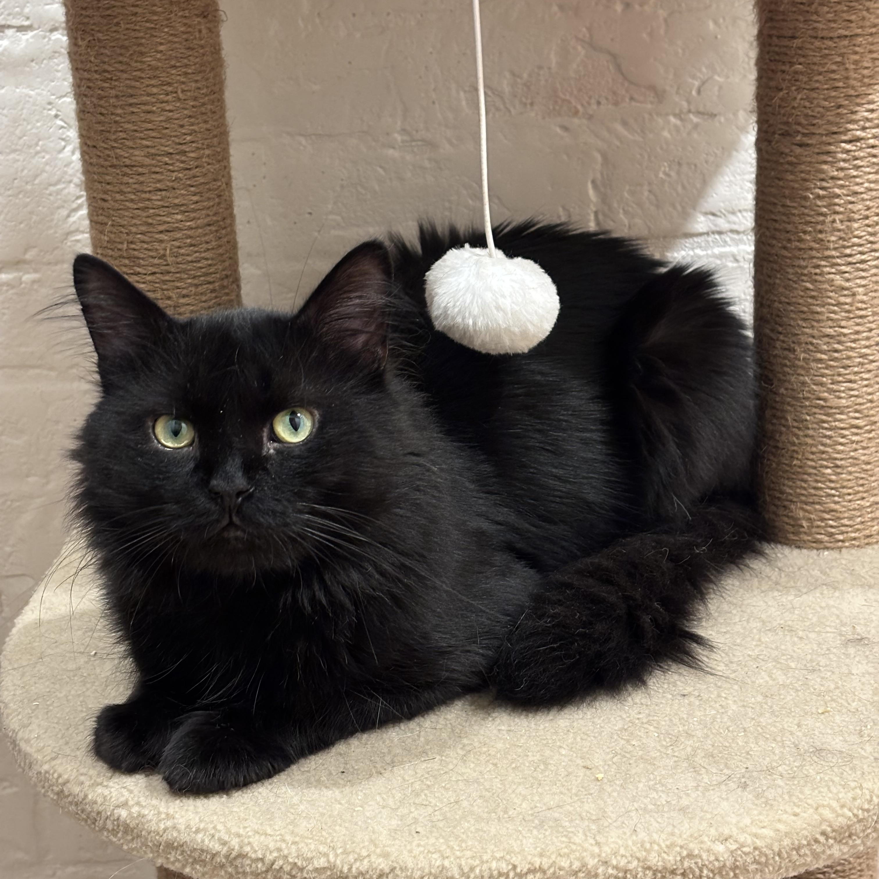 Jinxy, Adoptable, Adult Male Domestic Medium Hair.