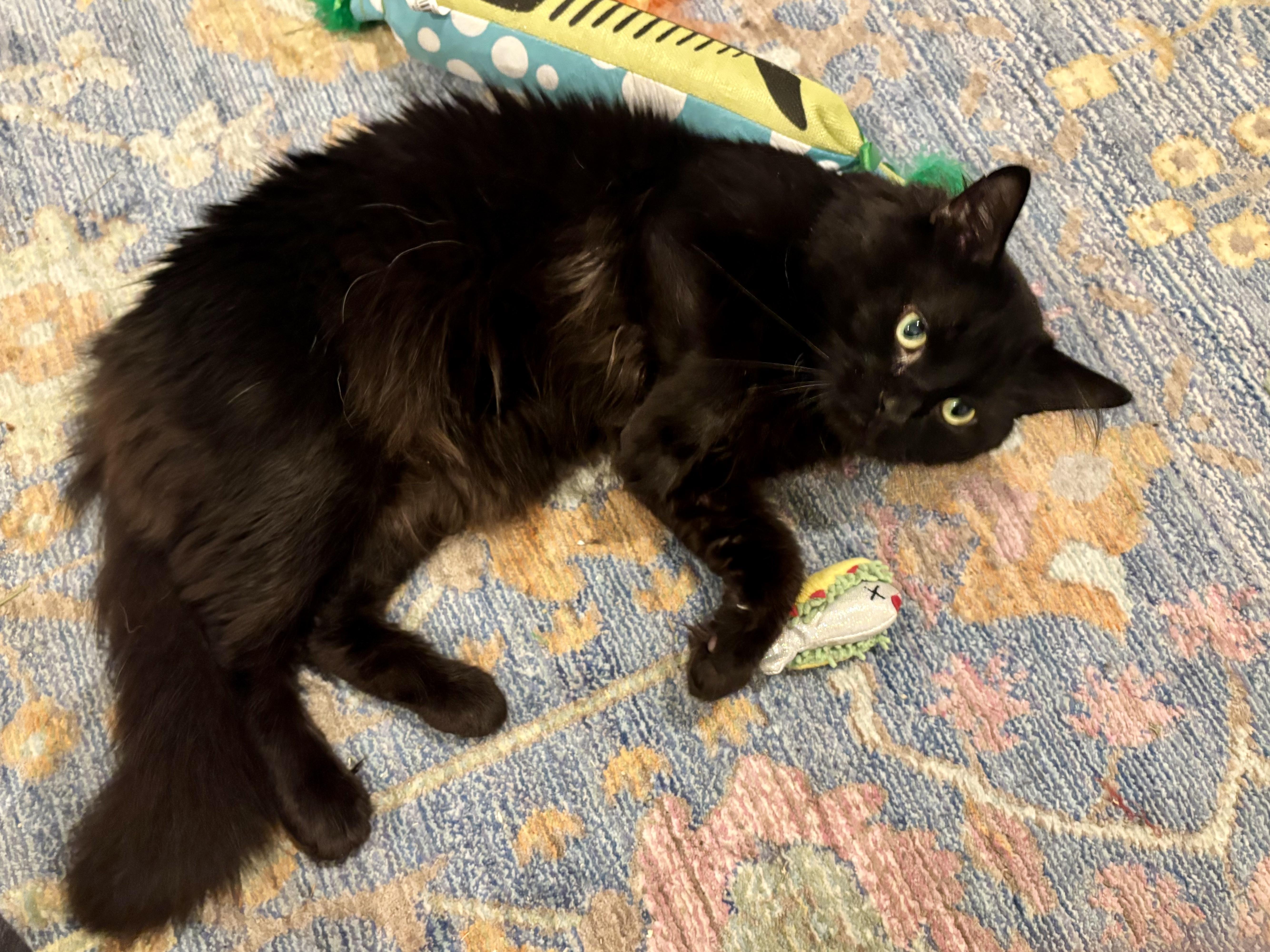 Enlarge Jinxy, a Adoptable Domestic Medium Hair in Groveland, MA image 3/6