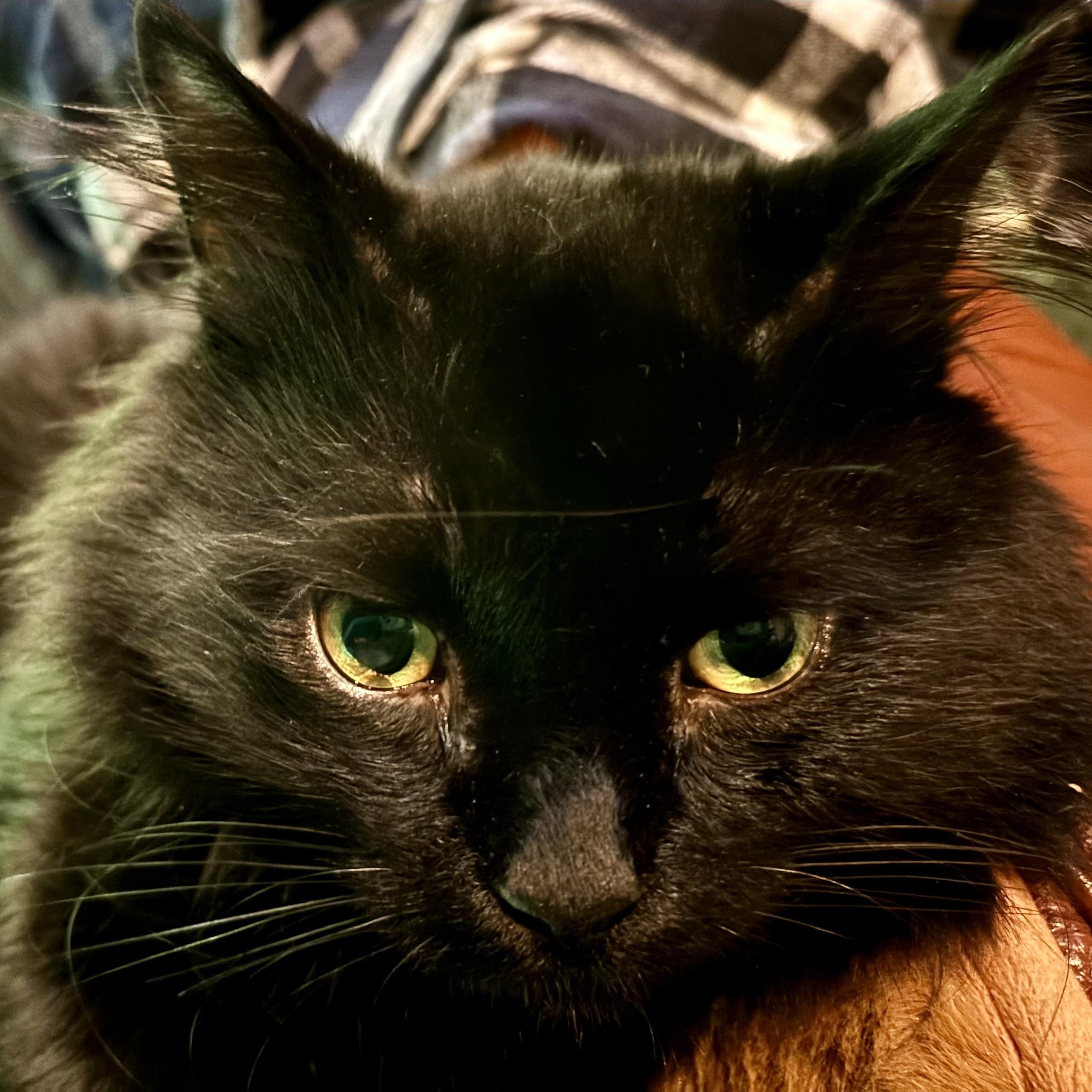 Enlarge Jinxy, a Adoptable Domestic Medium Hair in Groveland, MA image 6/6
