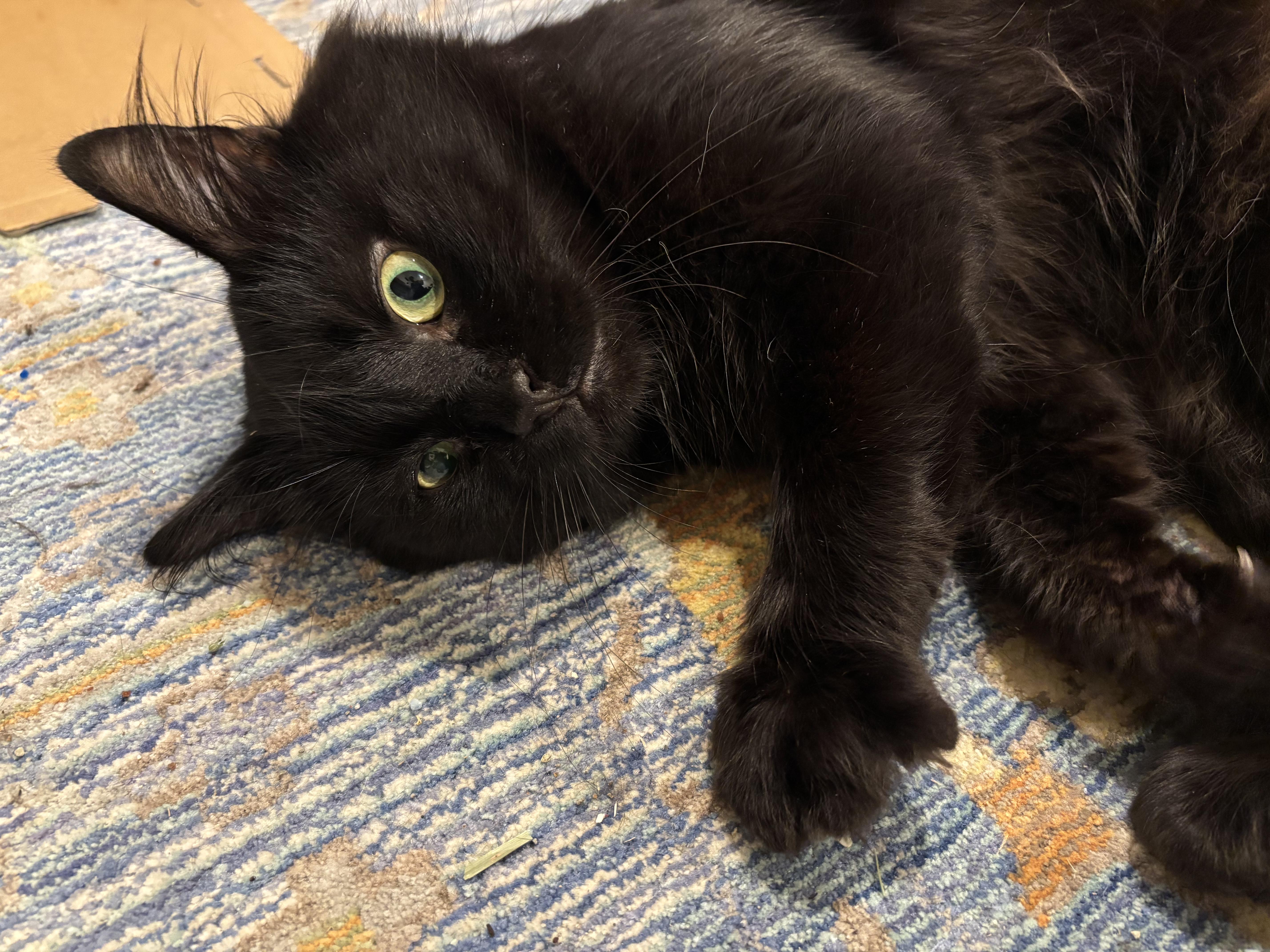 Enlarge Jinxy, a Adoptable Domestic Medium Hair in Groveland, MA image 2/6