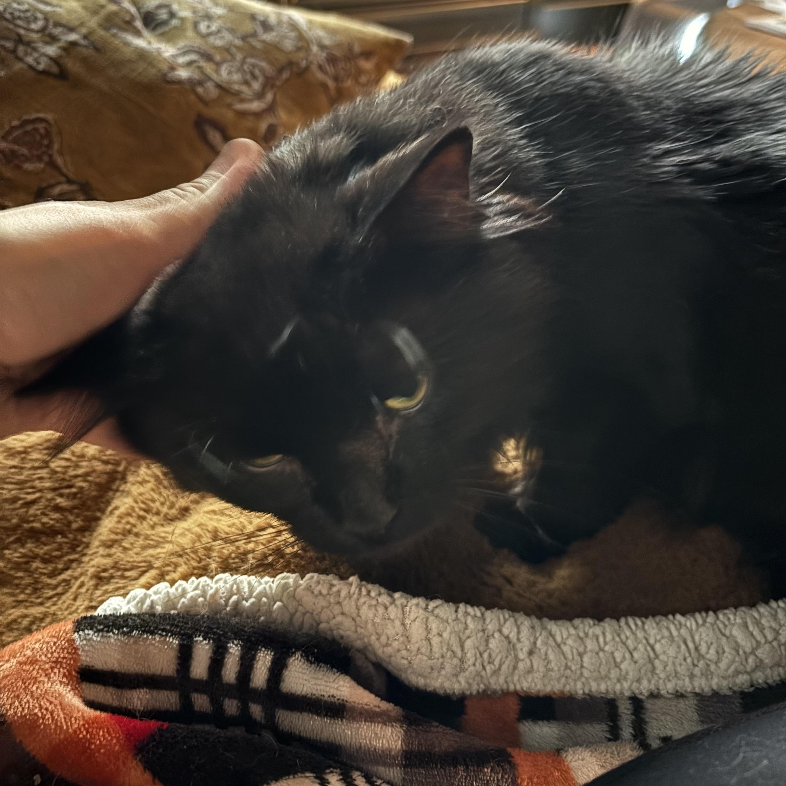 Enlarge Jinxy, a Adoptable Domestic Medium Hair in Groveland, MA image 4/6