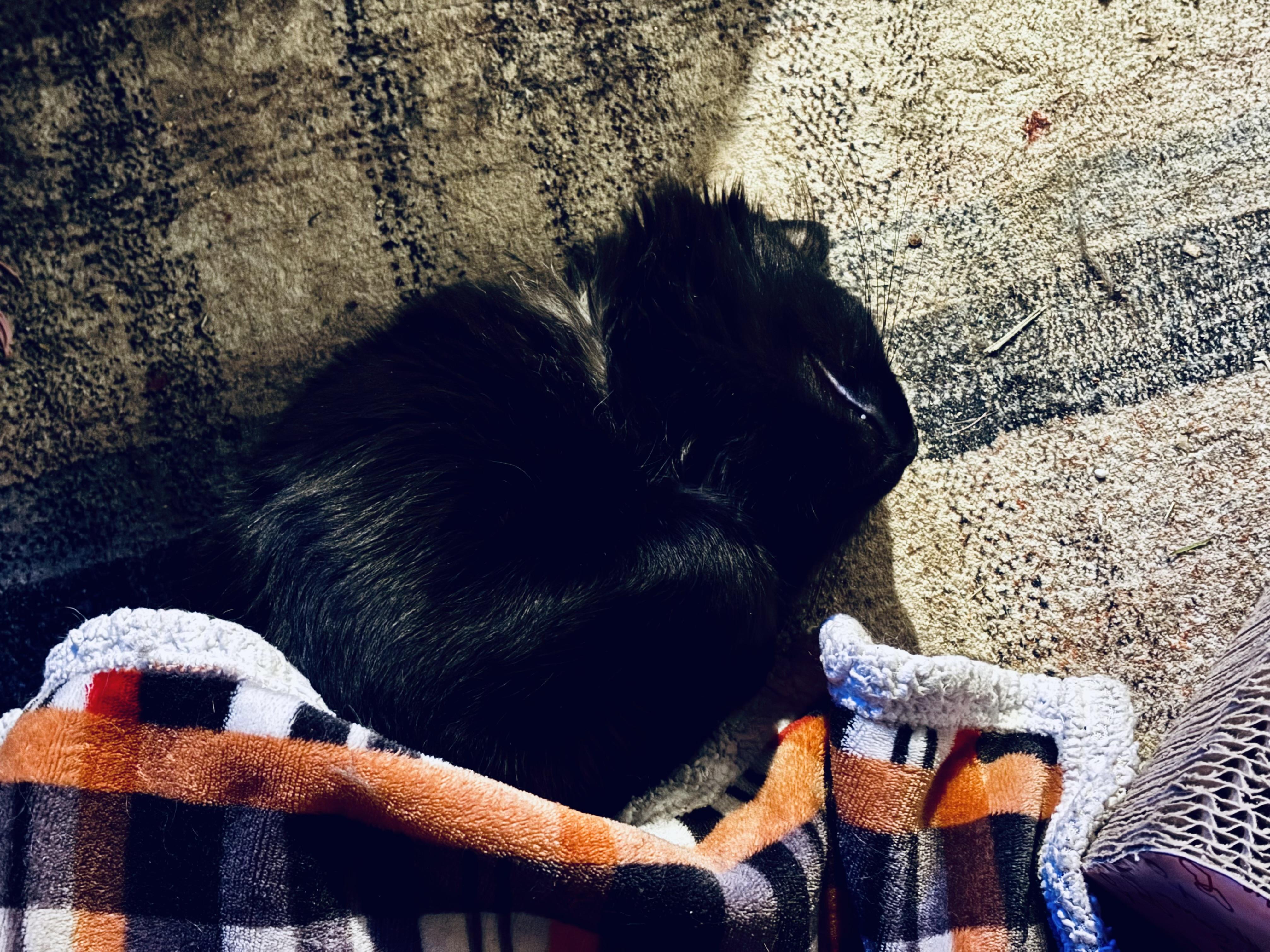 Enlarge Jinxy, a Adoptable Domestic Medium Hair in Groveland, MA image 5/6