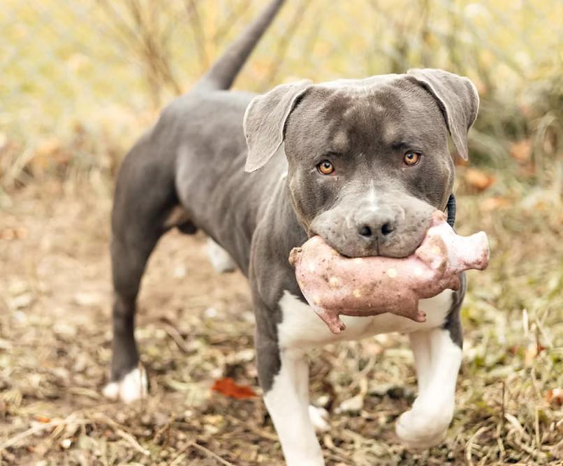 Enlarge Draco-COURTESY POST, a ADOPTABLE mixed breed in Palgrave, ON image 1/1