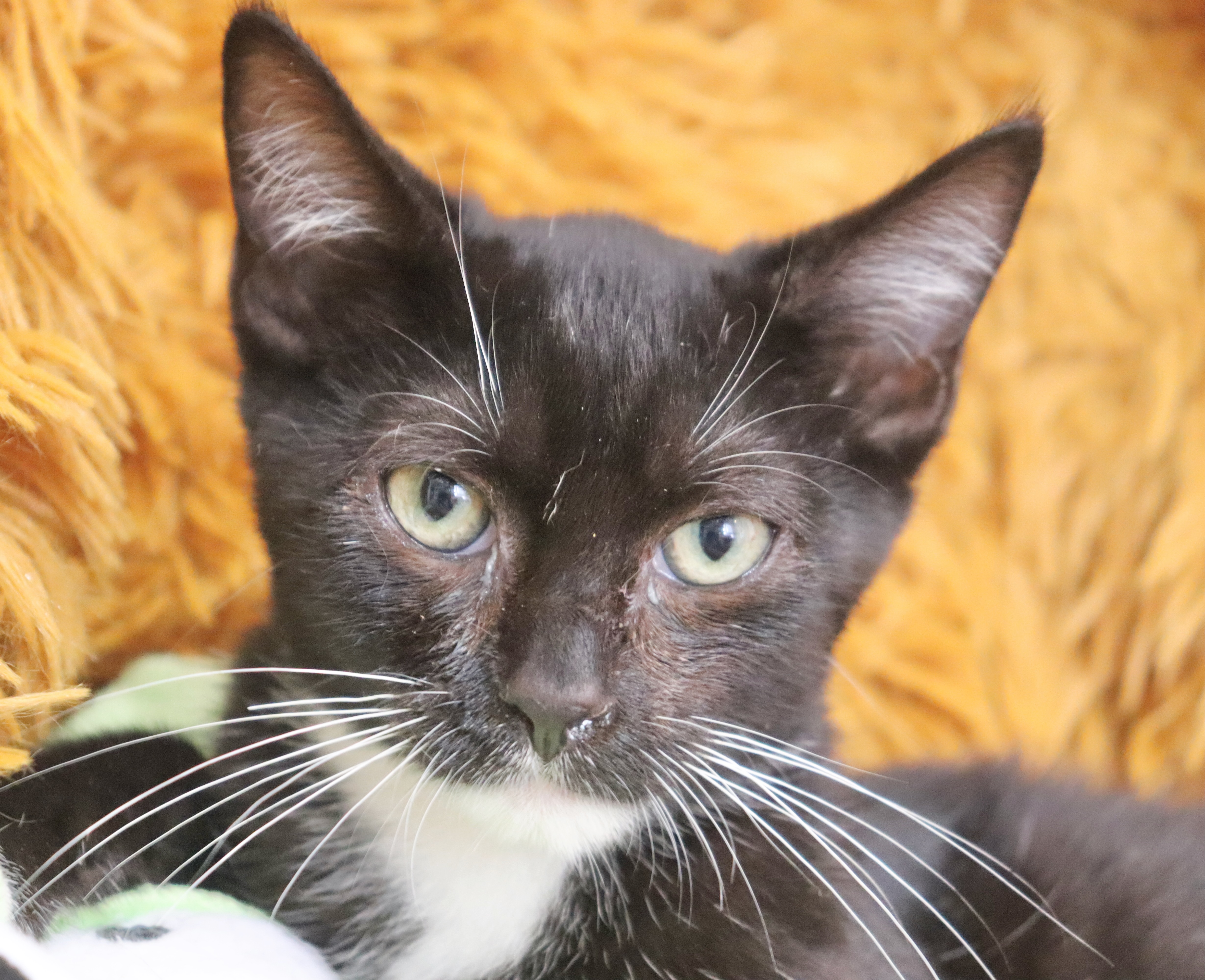 Enlarge Lenny, a Adoptable mixed breed in Saint Augustine, FL image 5/6