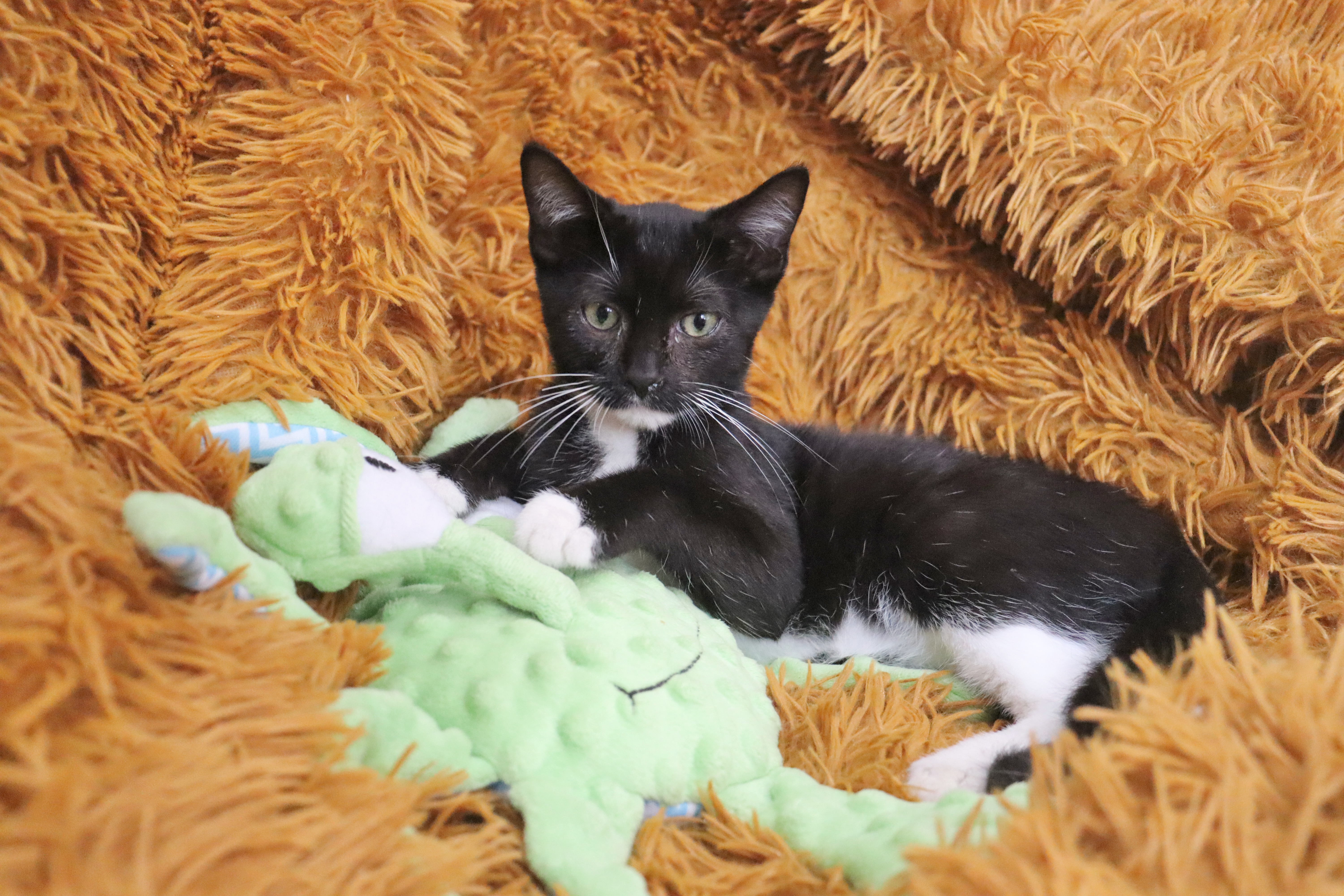 Enlarge Lenny, a Adoptable mixed breed in Saint Augustine, FL image 3/6