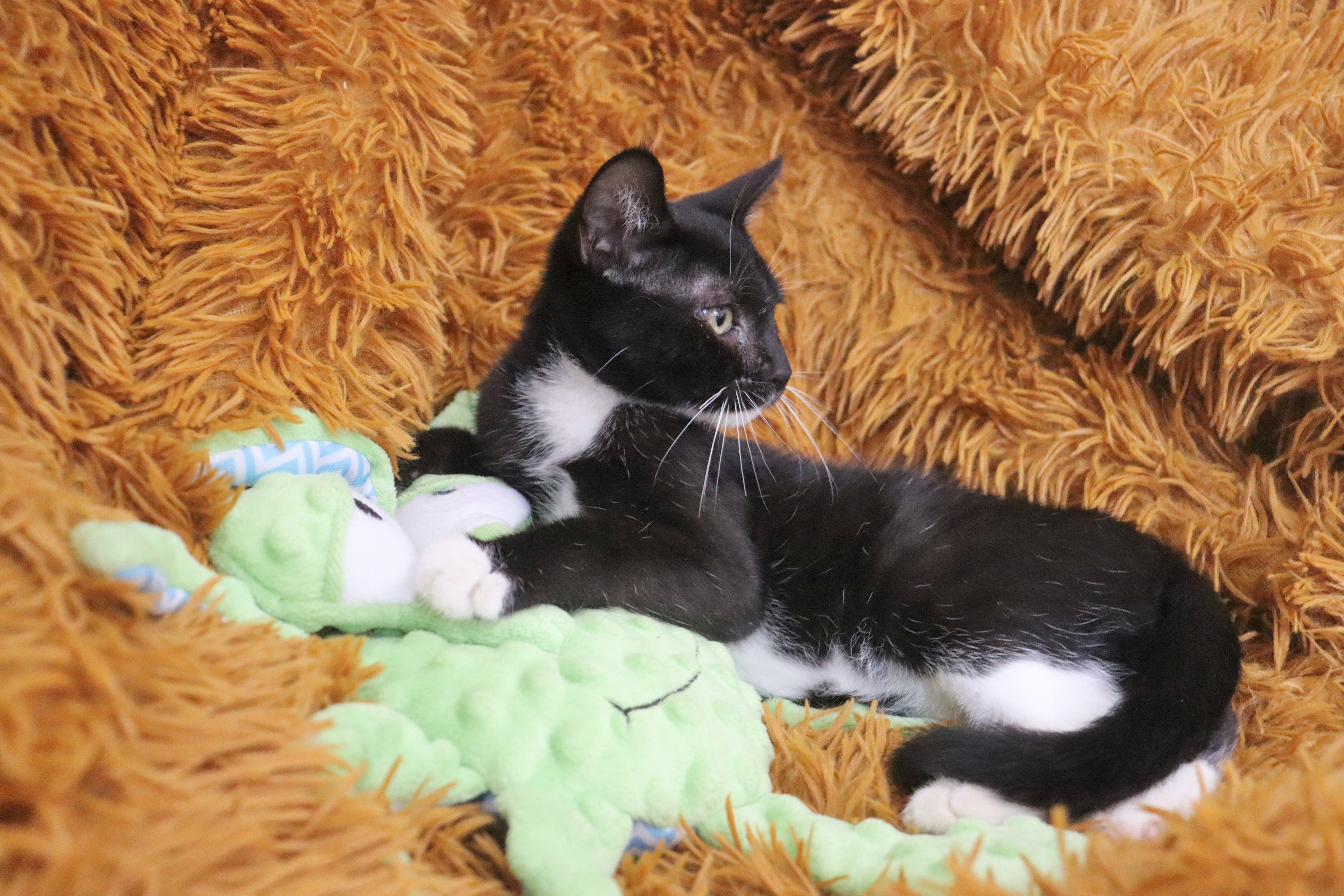 Enlarge Lenny, a Adoptable mixed breed in Saint Augustine, FL image 4/6