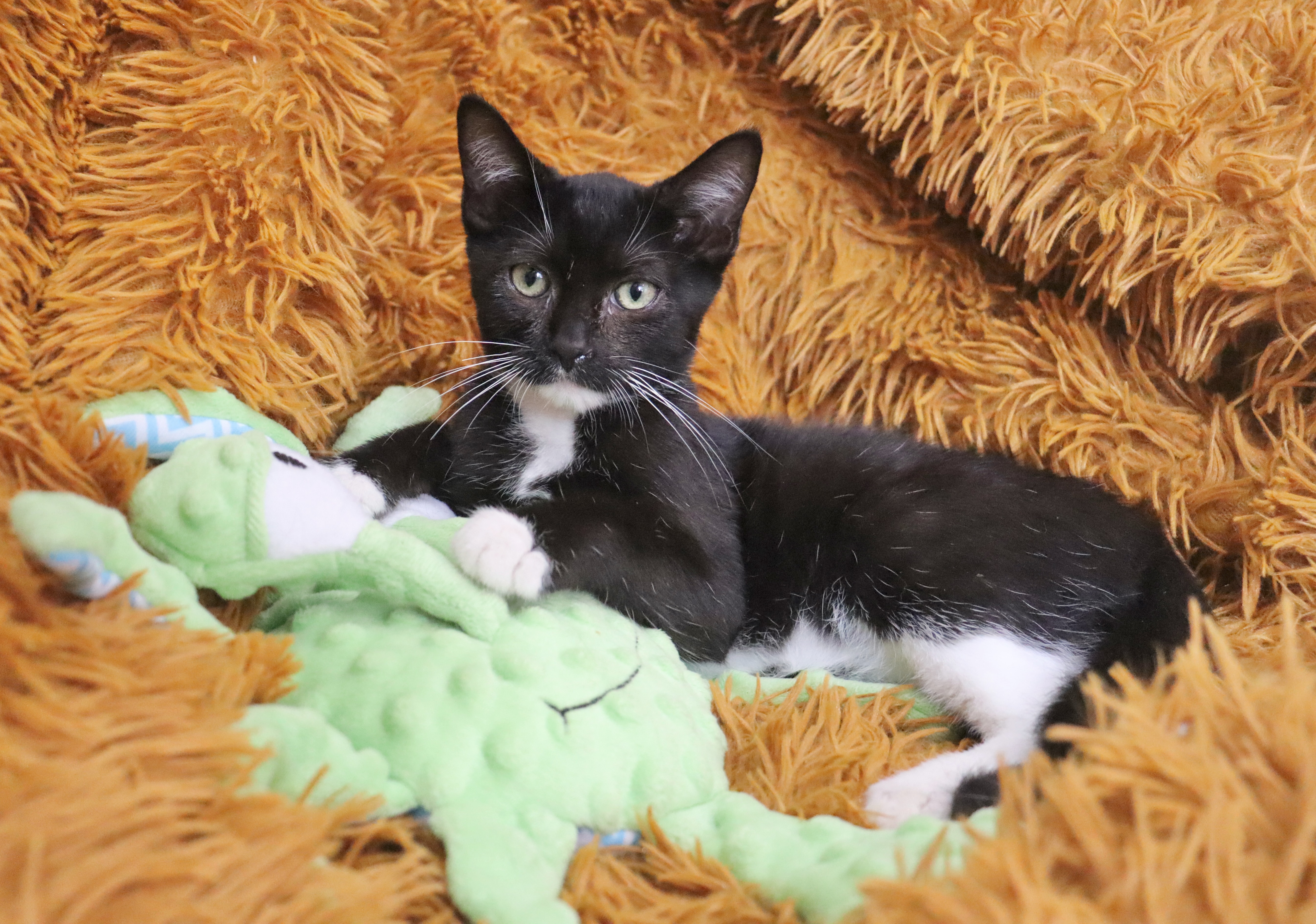 Enlarge Lenny, a Adoptable mixed breed in Saint Augustine, FL image 2/6