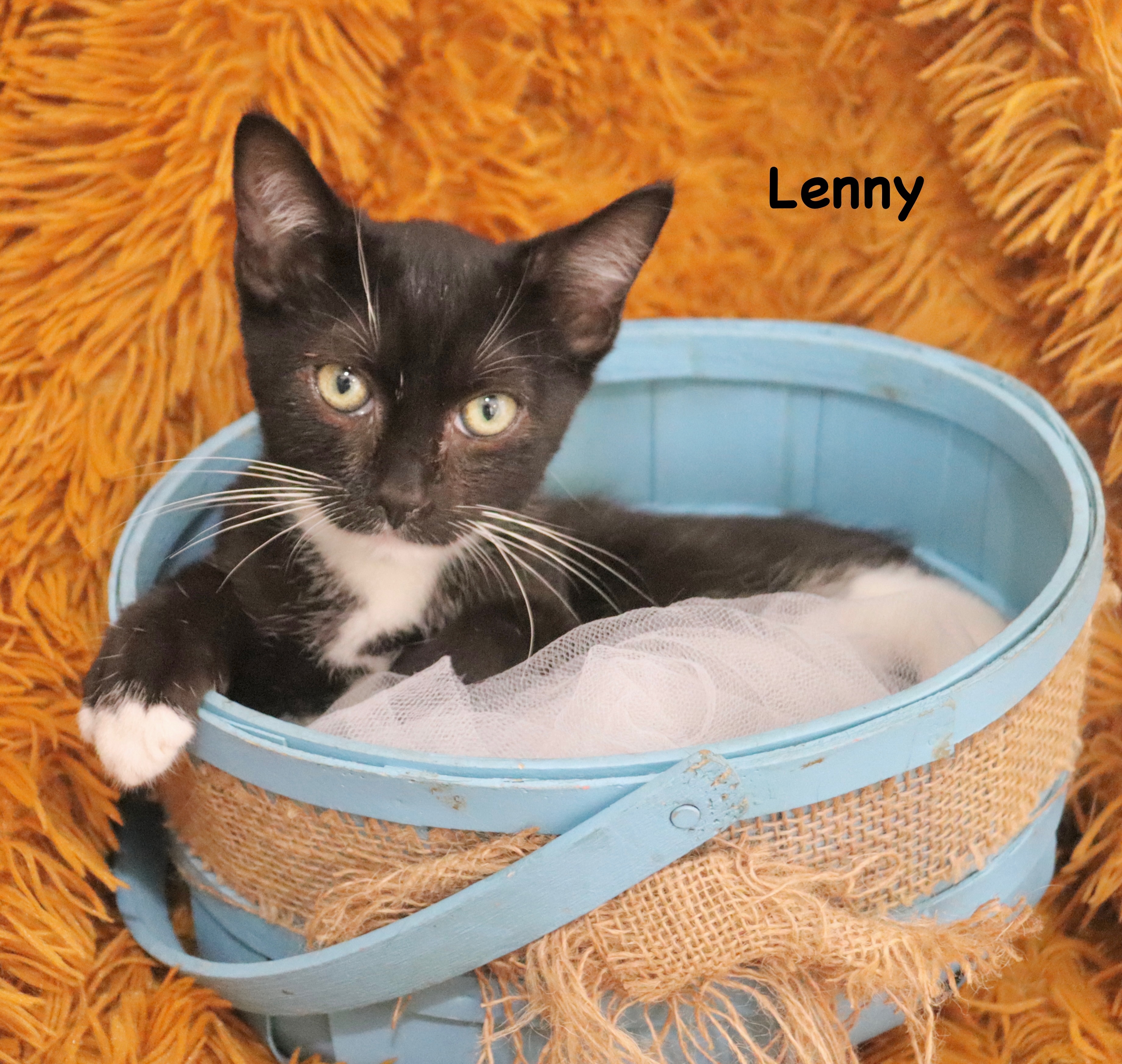 Enlarge Lenny, a Adoptable mixed breed in Saint Augustine, FL image 6/6