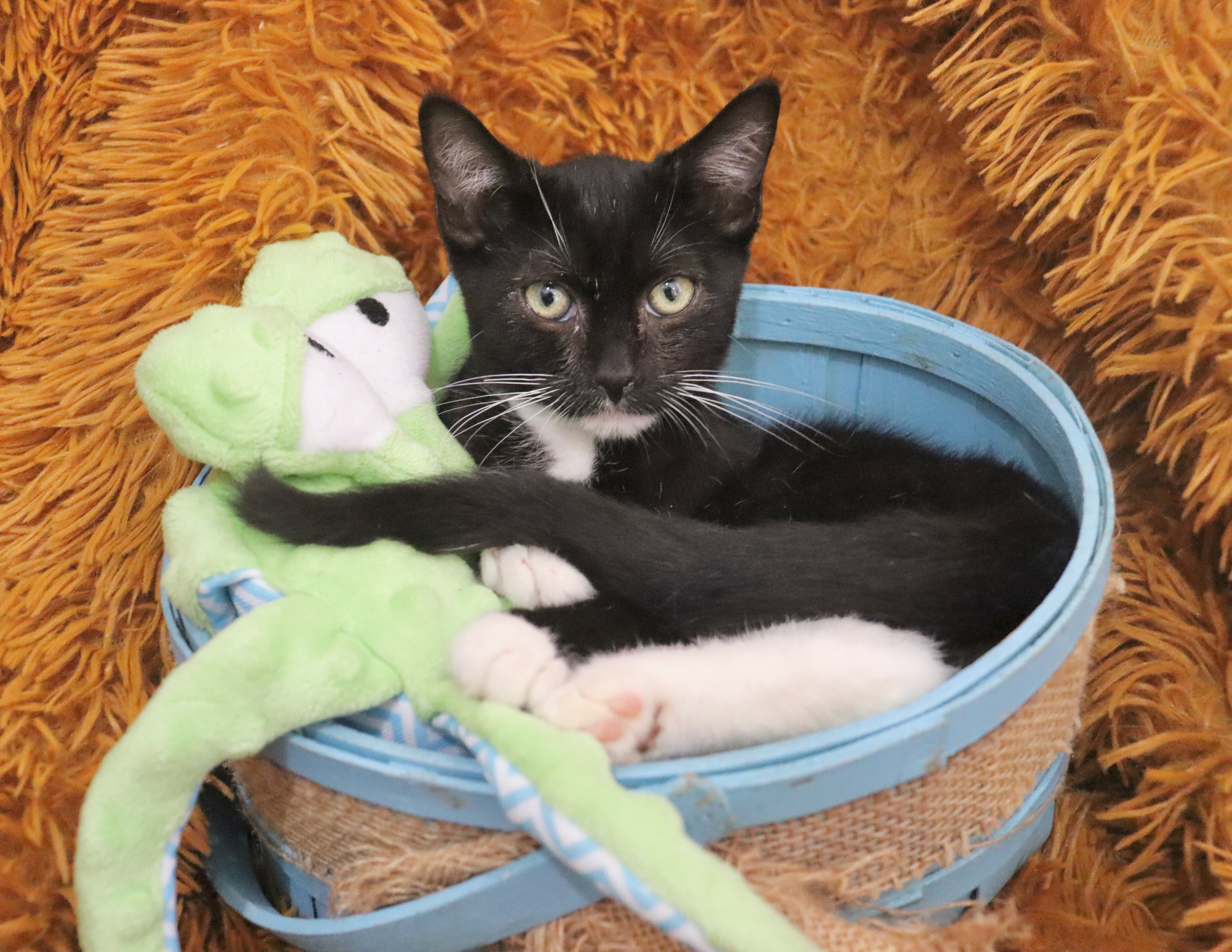 Enlarge Lenny, a Adoptable mixed breed in Saint Augustine, FL image 1/6