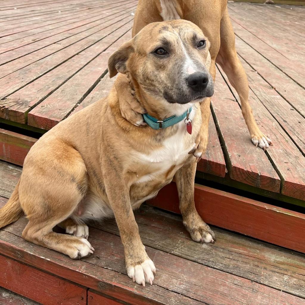 Linda Belcher, Adoptable, Adult Female Carolina Dog & Mixed Breed.