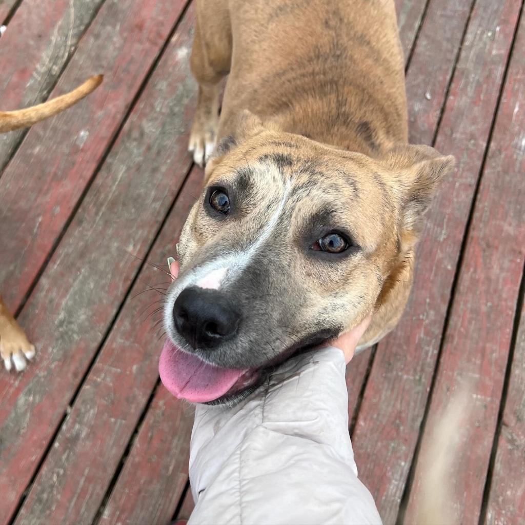 Linda Belcher, a Adoptable mixed breed in St. Peters, MO image 2/6