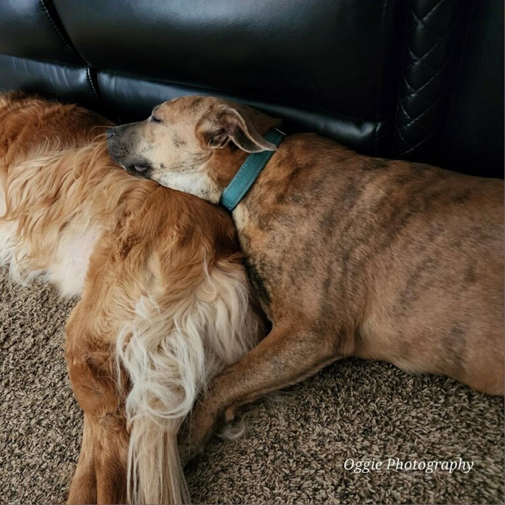 Linda Belcher, Adoptable, Adult Female Carolina Dog & Mixed Breed.