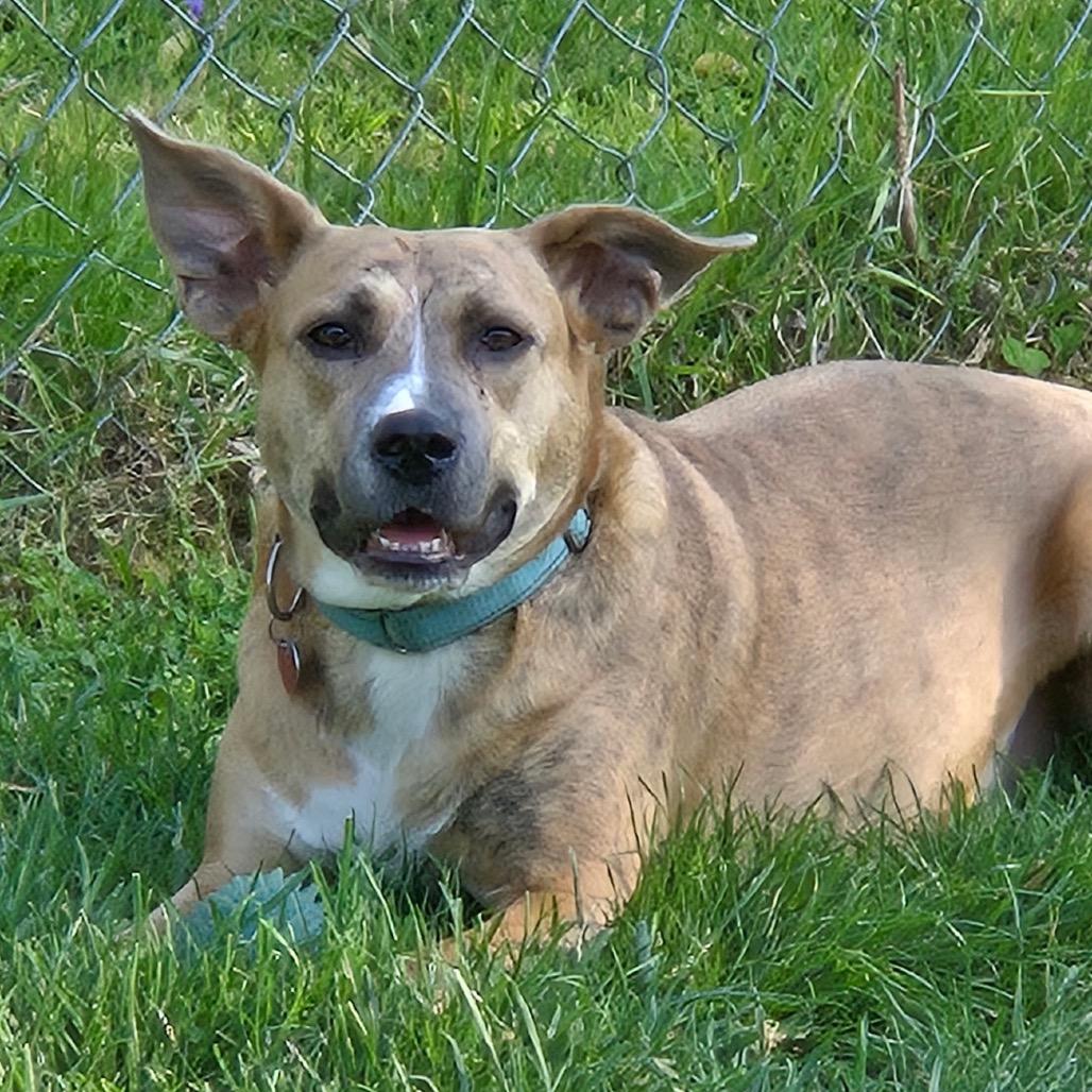 Linda Belcher, a Adoptable mixed breed in St. Peters, MO image 3/6